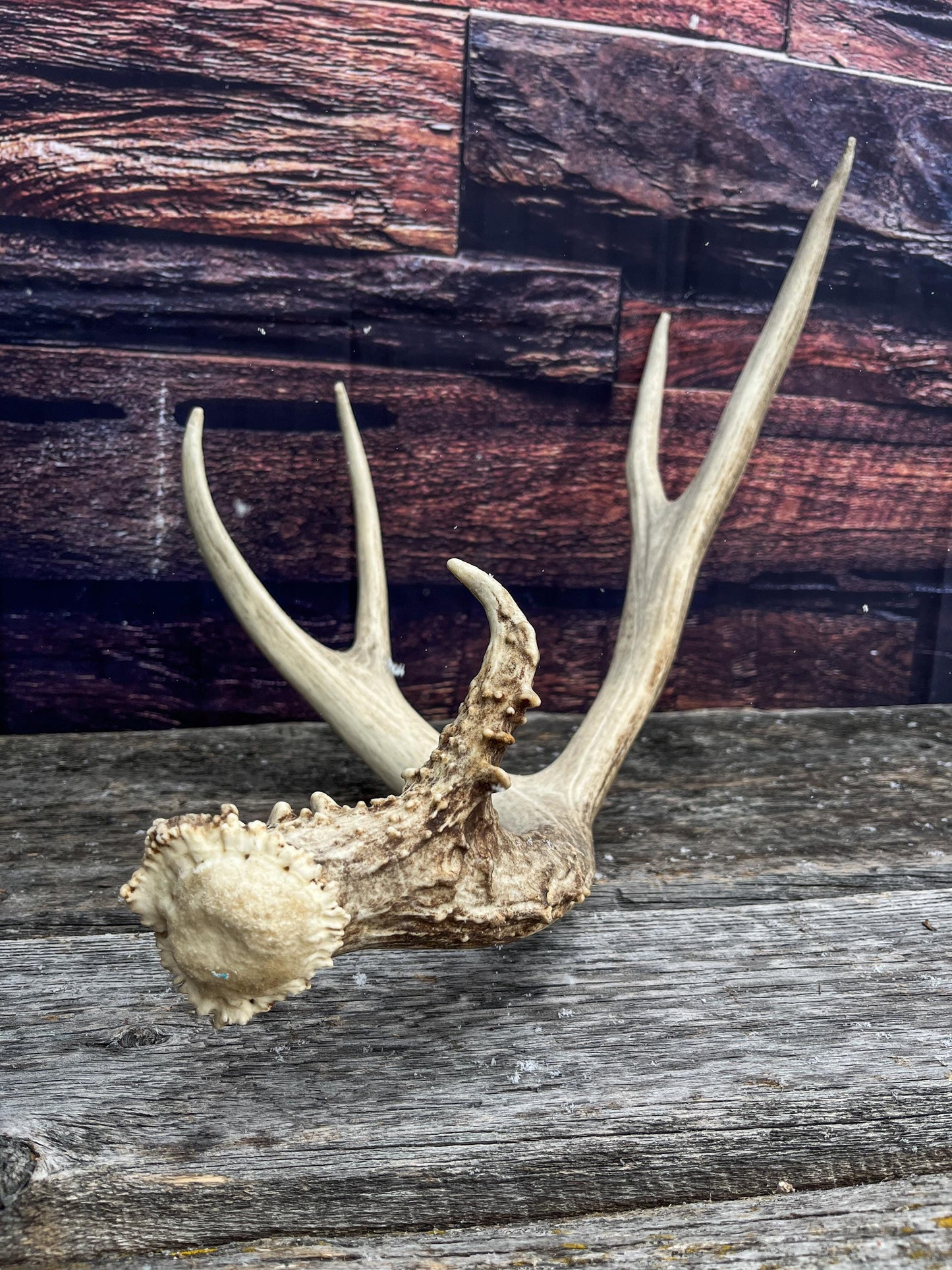 Canadian Mule Deer Antler. Very fresh find. Large. Sustainably Sourced Decor, Interior Design, Farmhouse and Crafting Piece.
