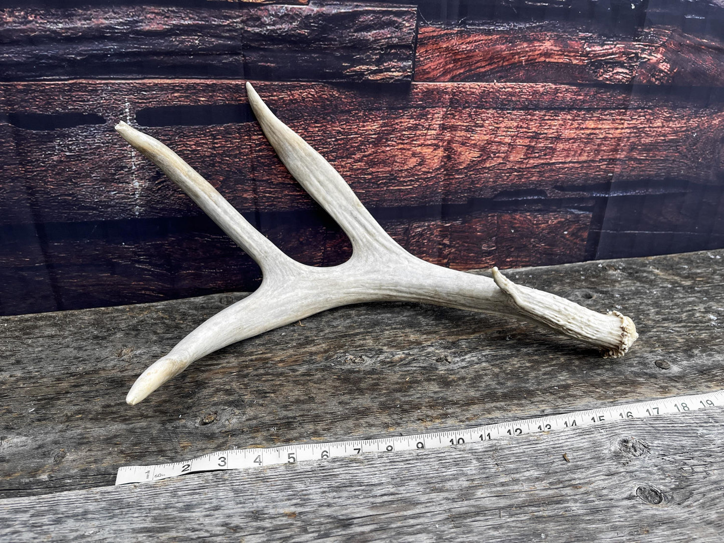 Unique Canadian Mule Deer Antler. Farmhouse Style Decor, Collector’s Antler, and More.
