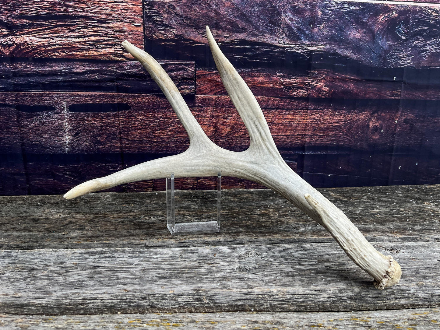 Unique Canadian Mule Deer Antler. Farmhouse Style Decor, Collector’s Antler, and More.