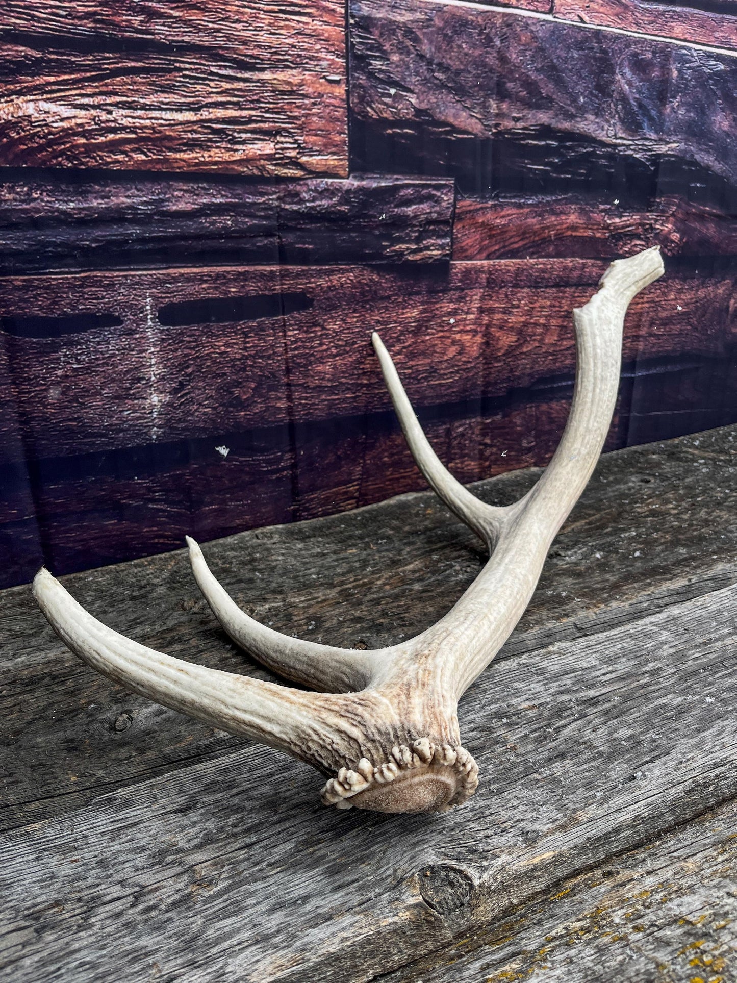 Rustic Antler from a Wild Canadian Bull Elk! Home and Cabin Decor, Crafting and Table Centerpiece.