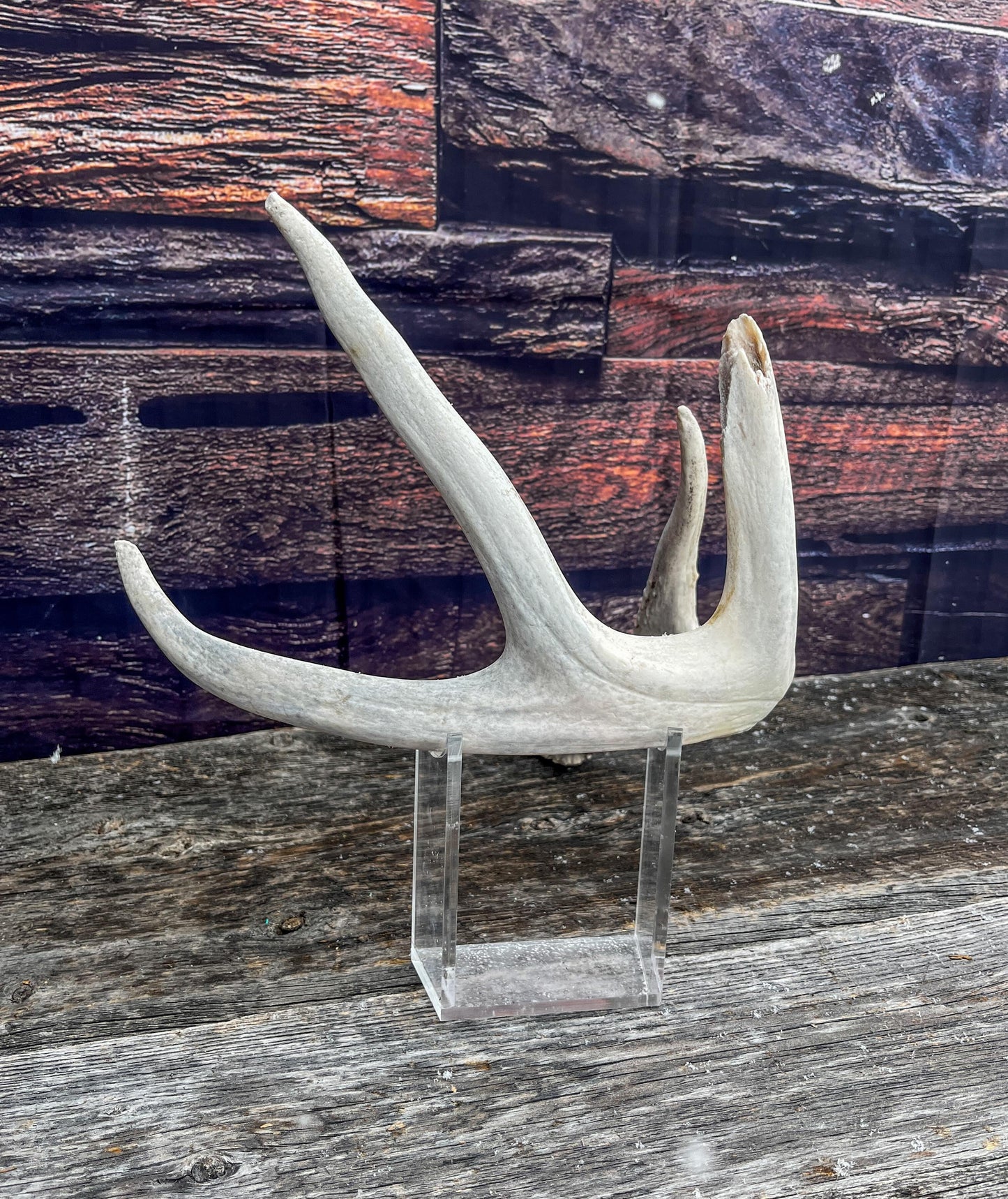 Deer Antler - White-tailed deer Antler. Weathered, Rustic Decor. Wild deer antler for decor, design, crafting and more