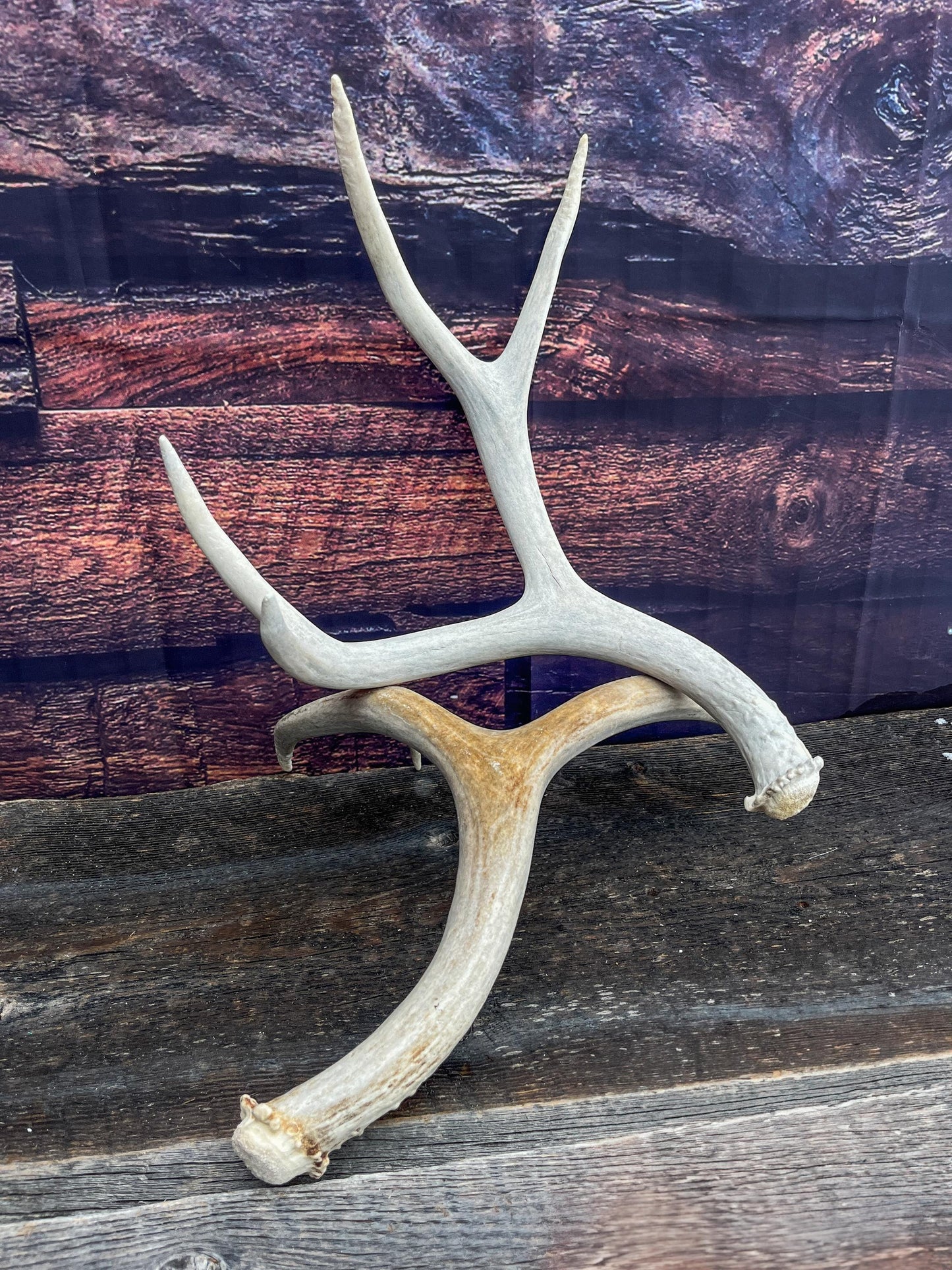 Matching Set of Mule Deer Antlers. Antlers. Mule Deer. Canadian Deer Antler.