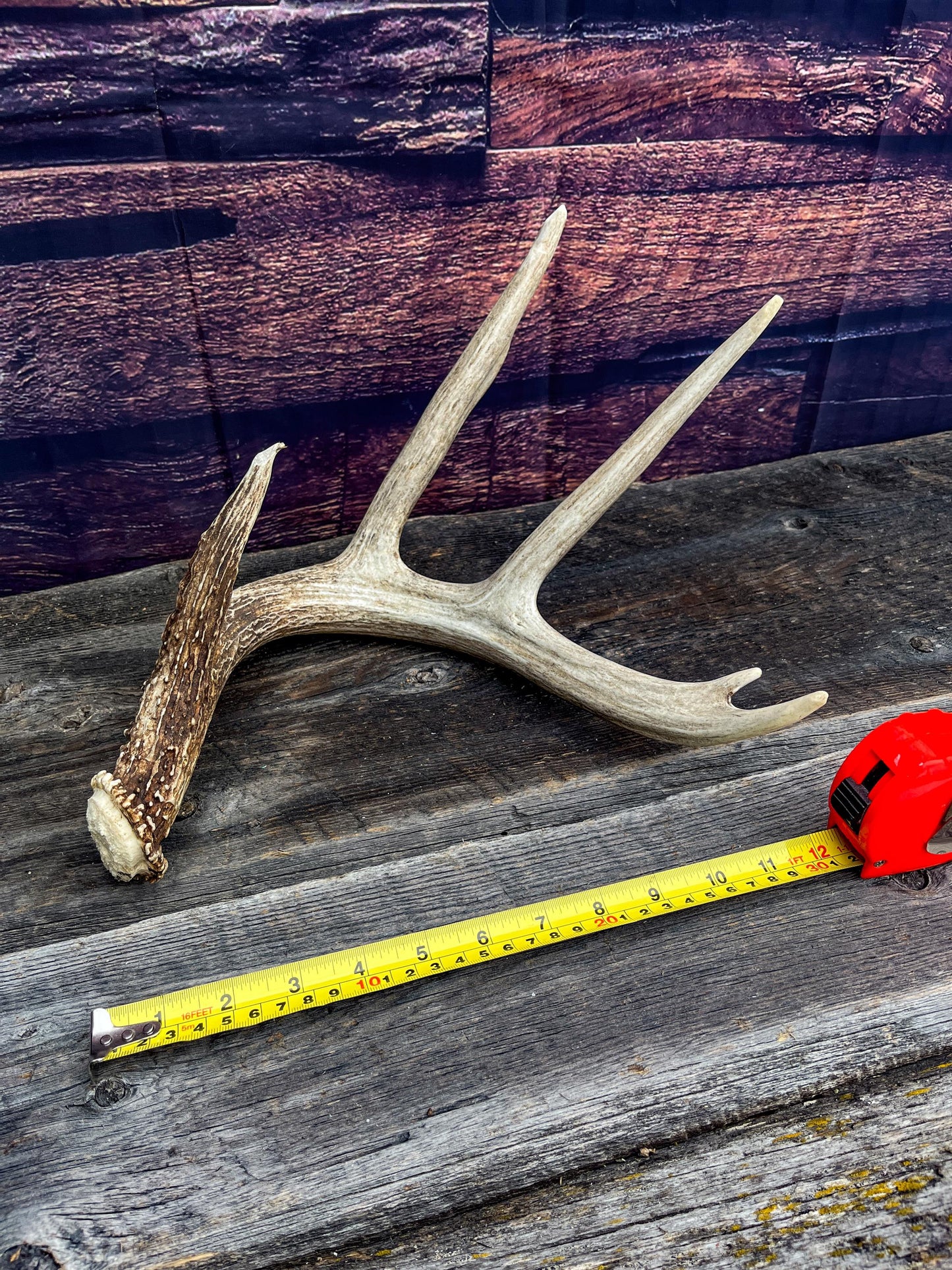 White-tailed Deer Antler - 5 Point Canadian White-tailed Deer Shed Antler. Decor, Interior Design, Farmhouse and more!
