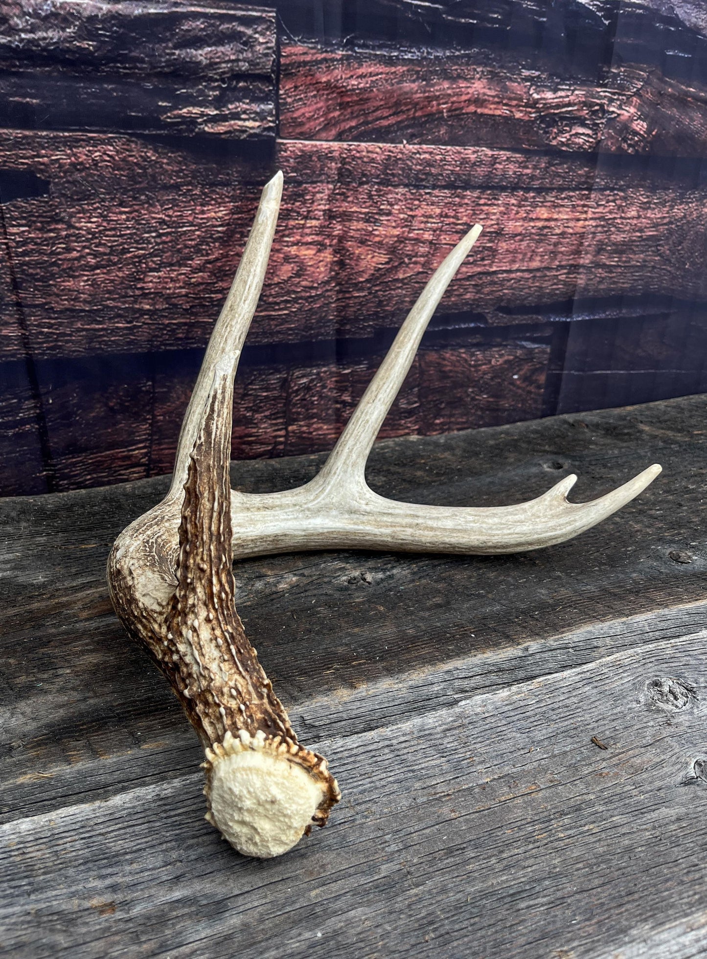 White-tailed Deer Antler - 5 Point Canadian White-tailed Deer Shed Antler. Decor, Interior Design, Farmhouse and more!