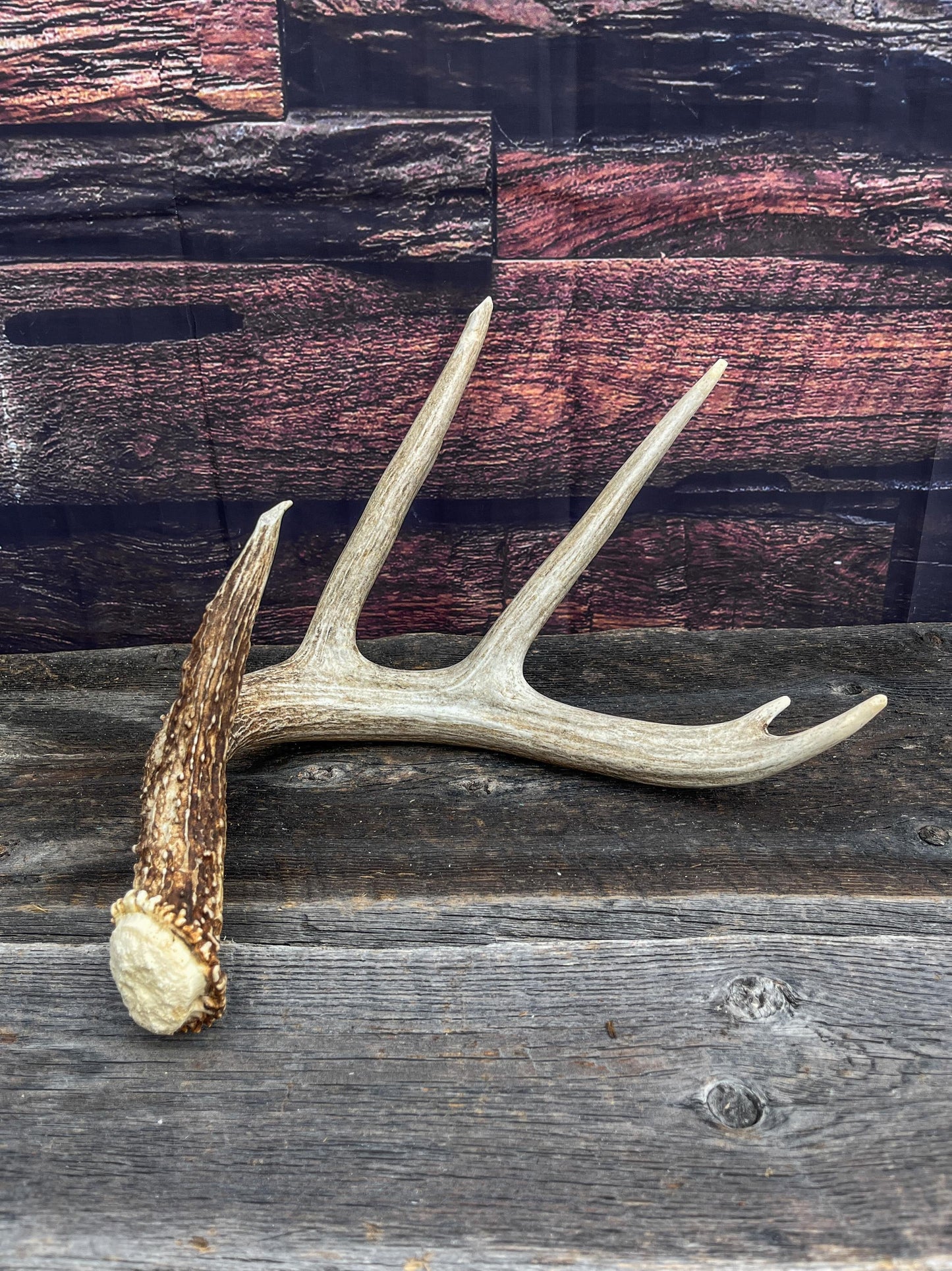 White-tailed Deer Antler - 5 Point Canadian White-tailed Deer Shed Antler. Decor, Interior Design, Farmhouse and more!