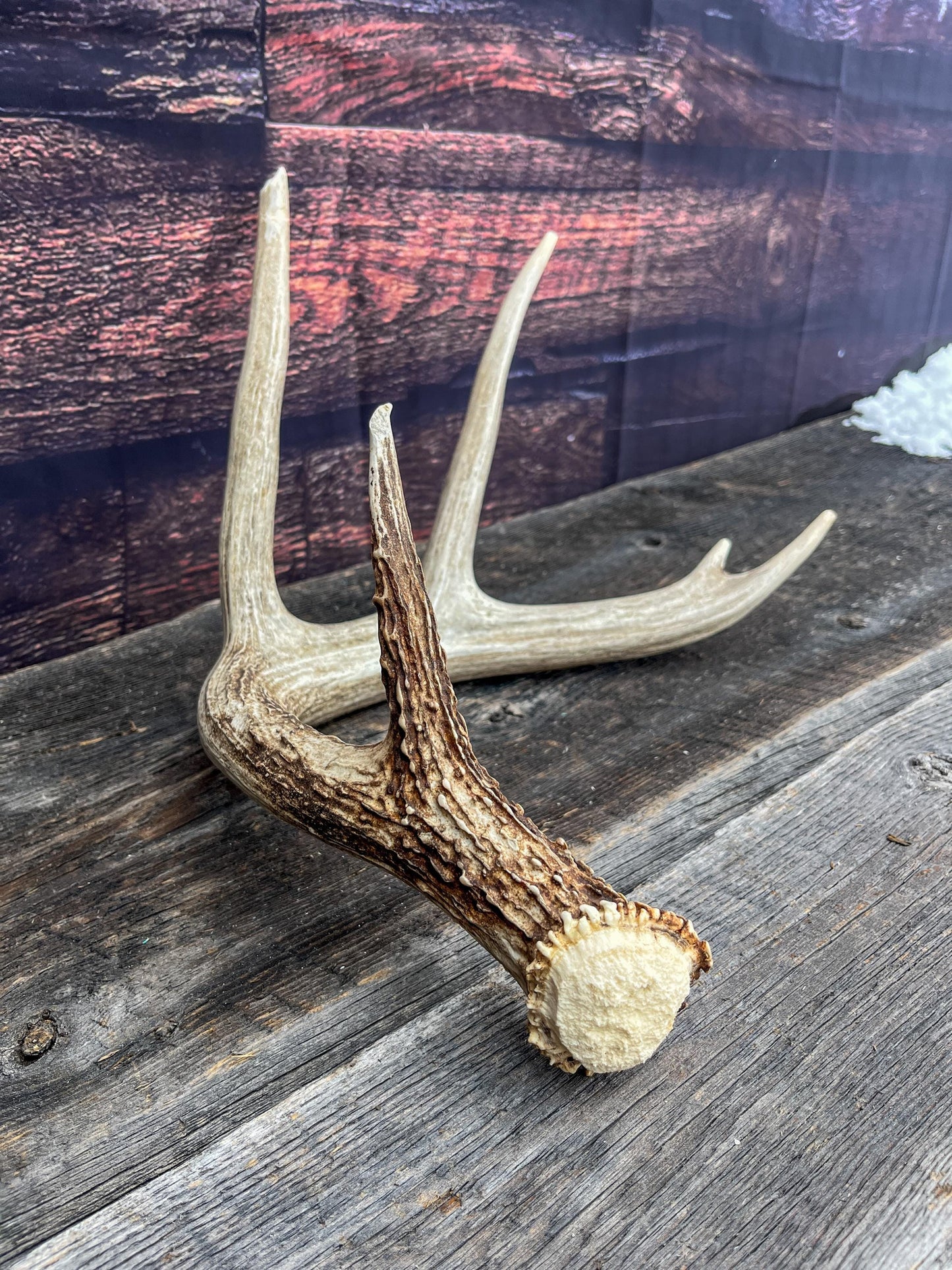 White-tailed Deer Antler - 5 Point Canadian White-tailed Deer Shed Antler. Decor, Interior Design, Farmhouse and more!