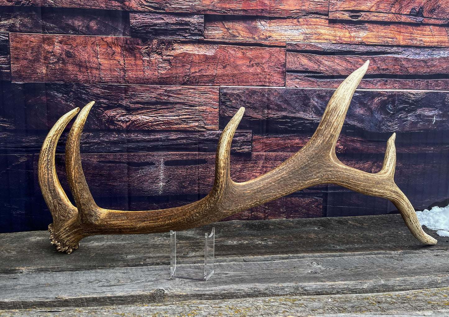 Elk Antler. X-Large, Very Fresh Elk Shed for Crafting, Home Decor, and More.