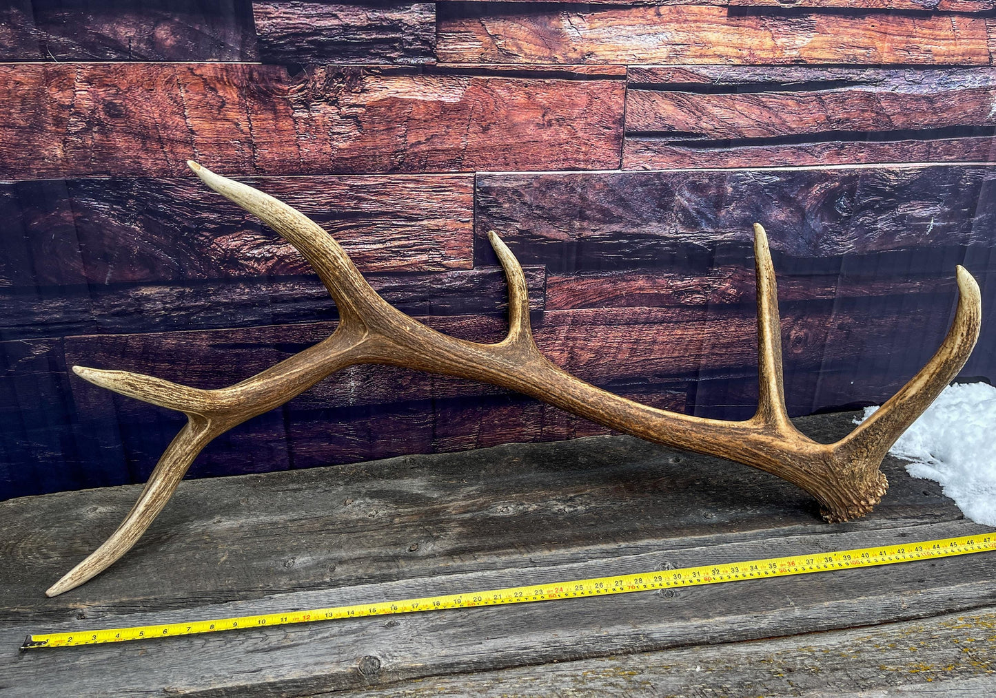 Elk Antler. X-Large, Very Fresh Elk Shed for Crafting, Home Decor, and More.