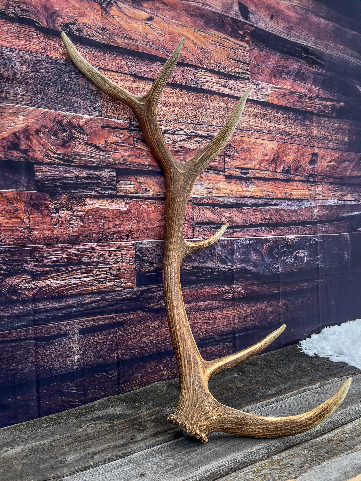 Elk Antler. X-Large, Very Fresh Elk Shed for Crafting, Home Decor, and More.