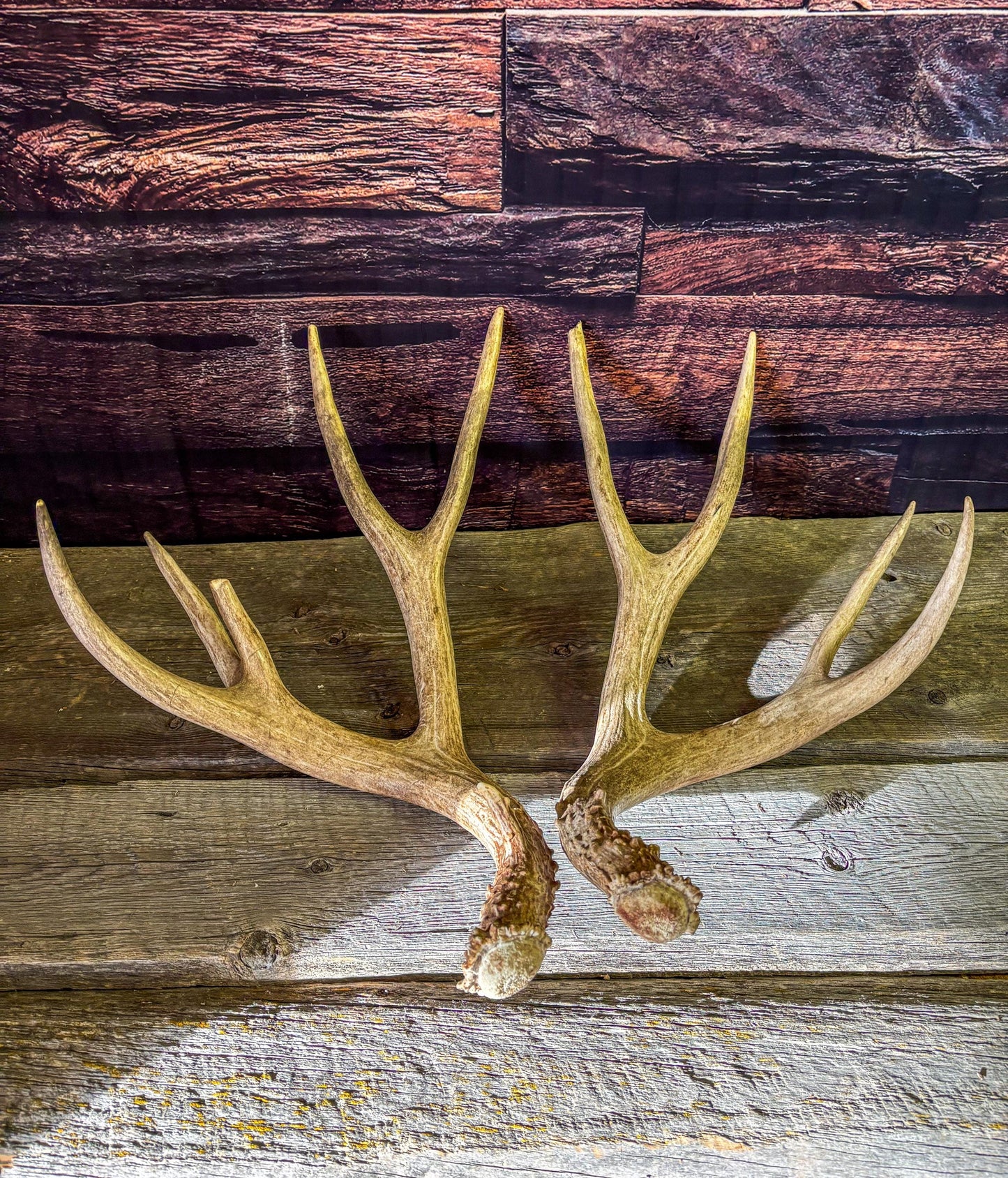 Mule deer antlers. Large Matching Set. Naturally shed. Decor. Crafting