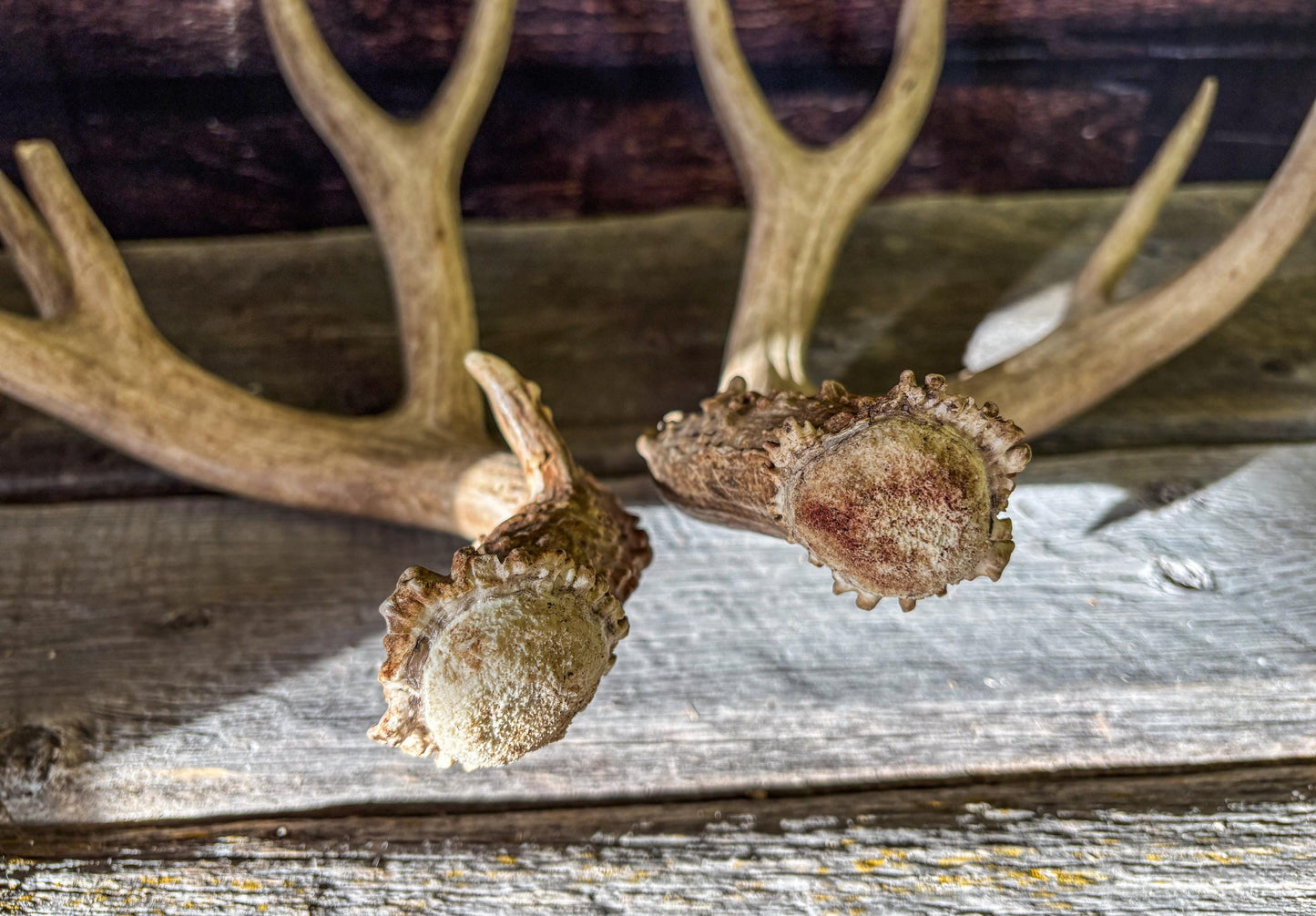 Mule deer antlers. Large Matching Set. Naturally shed. Decor. Crafting