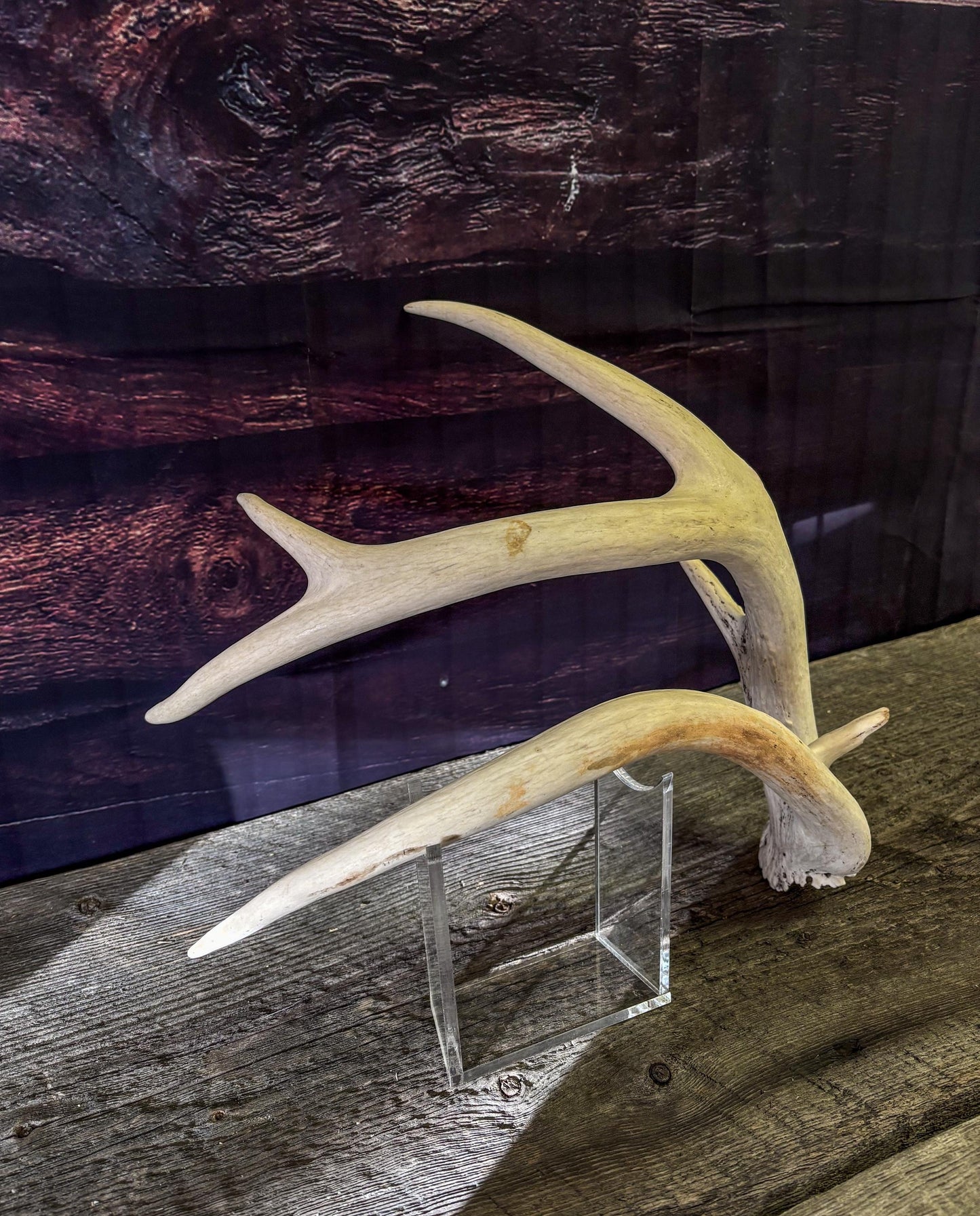 Unique White-tailed Deer Antler - Collectible Canadian Whitetailed deer Antler. Decor, design, crafting and more!