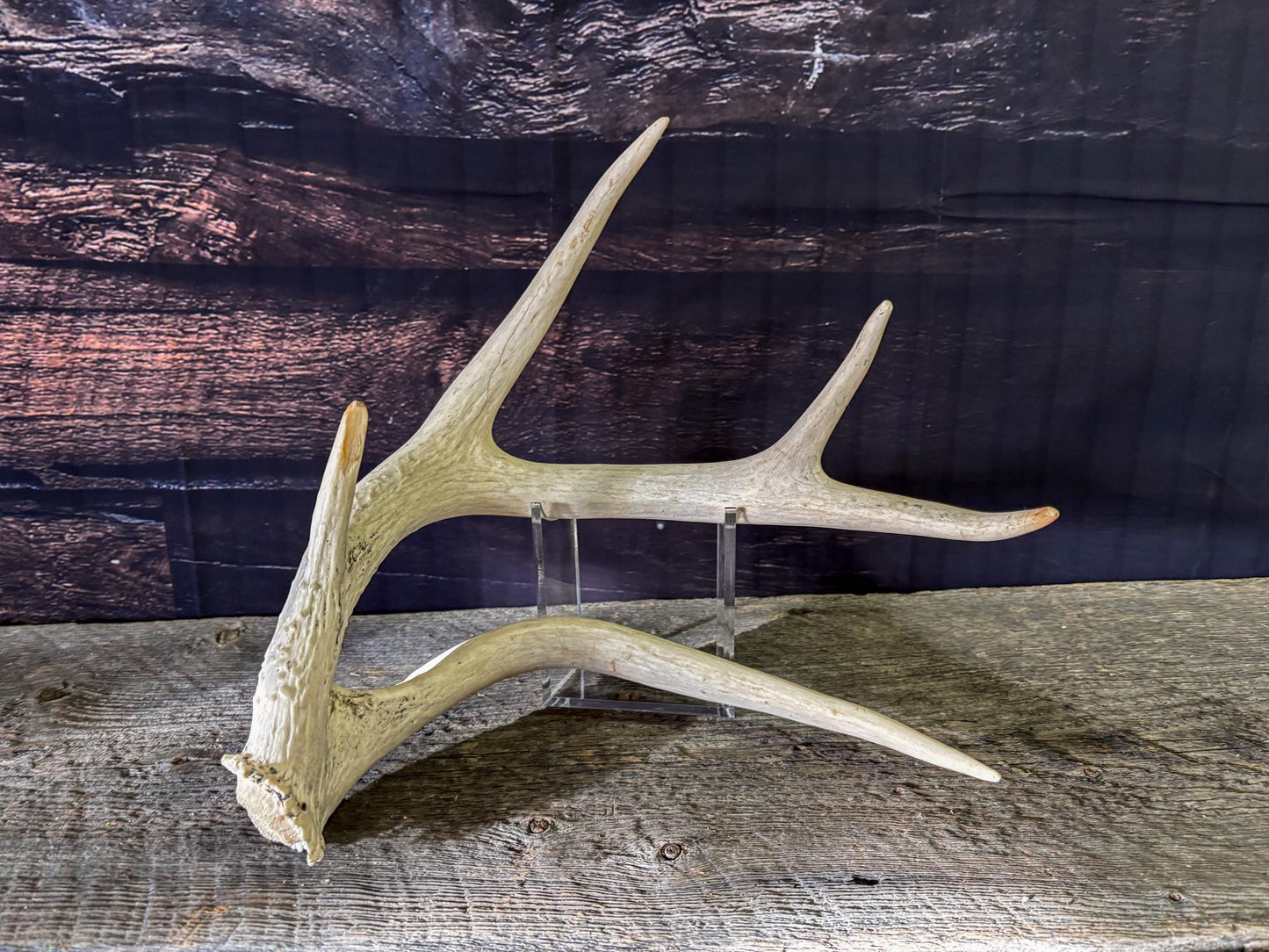 Unique White-tailed Deer Antler - Collectible Canadian Whitetailed deer Antler. Decor, design, crafting and more!