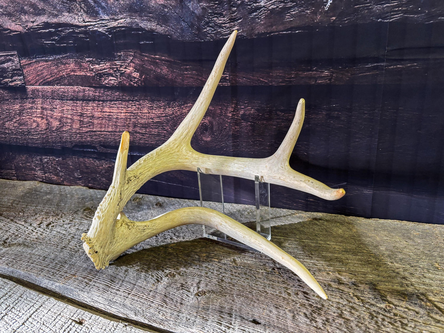 Unique White-tailed Deer Antler - Collectible Canadian Whitetailed deer Antler. Decor, design, crafting and more!