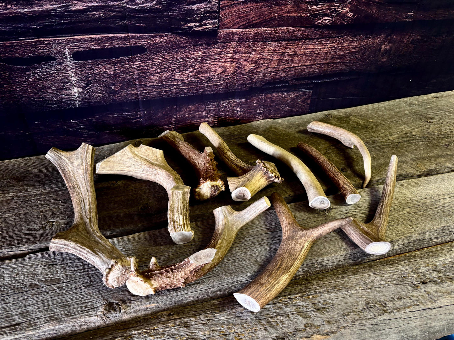 Standard Size Dog Chews! Wild Deer/Elk antler chews. Naturally Sourced.