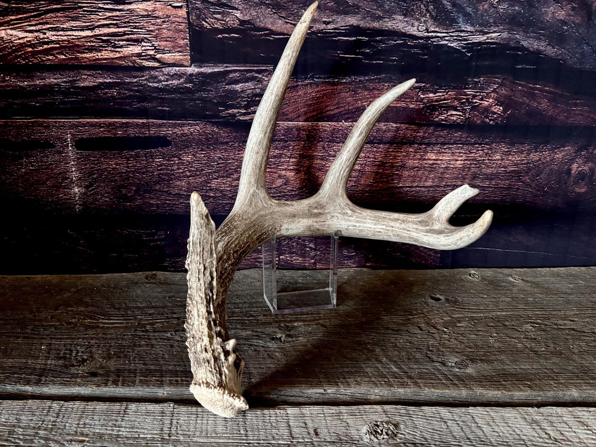 Large White-tailed deer Antler. 5 -point buck. Crafting, decor and more!