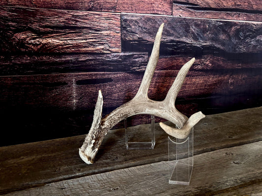 Large White-tailed deer Antler. 5 -point buck. Crafting, decor and more!