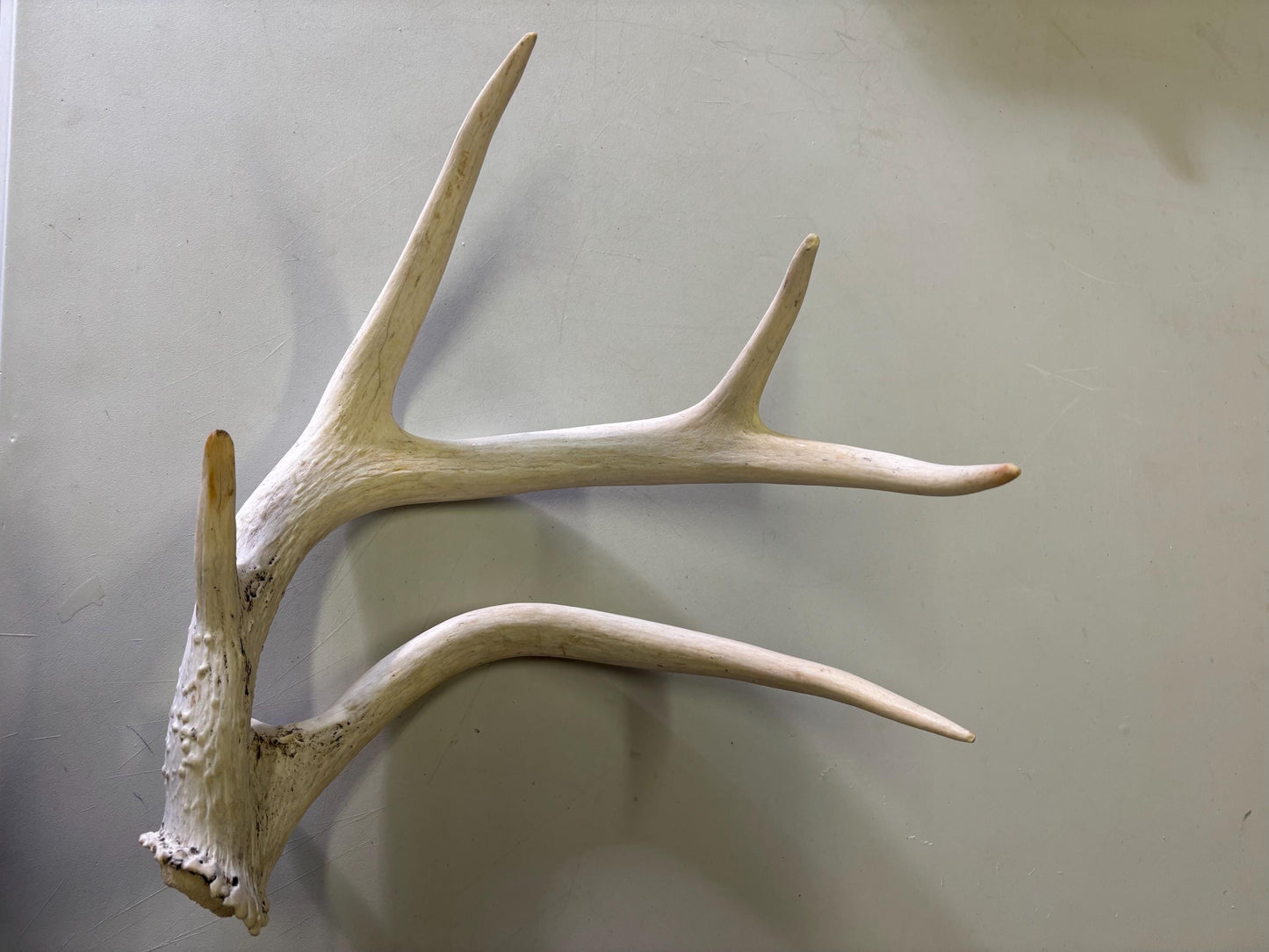 Unique White-tailed Deer Antler - Collectible Canadian Whitetailed deer Antler. Decor, design, crafting and more!