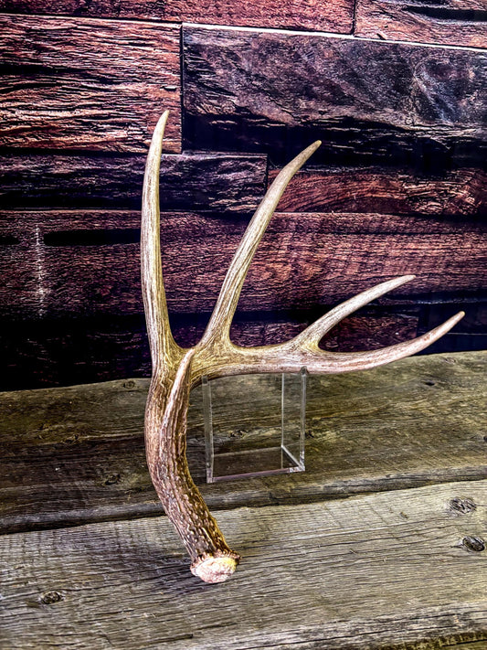 The Perfect White-tailed deer Antler - Extremeley fresh, ideal for crafting, design, simple decor and more!