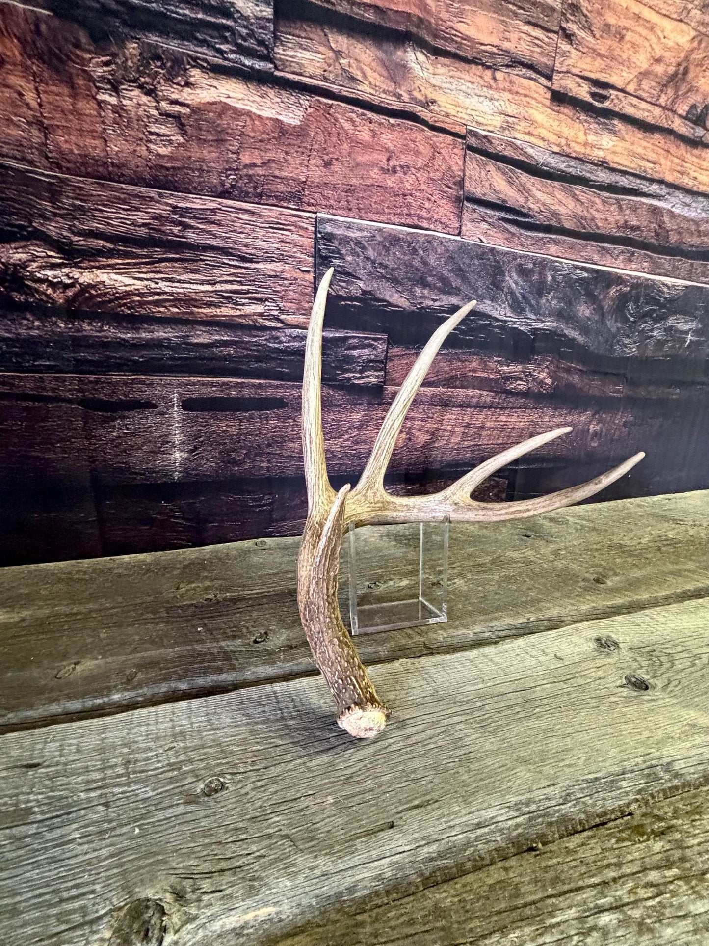 The Perfect White-tailed deer Antler - Extremeley fresh, ideal for crafting, design, simple decor and more!