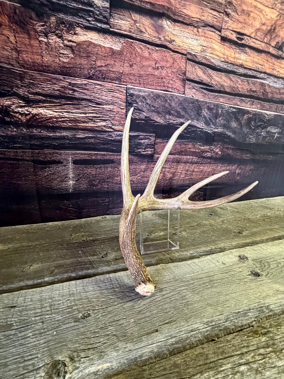 The Perfect White-tailed deer Antler - Extremeley fresh, ideal for crafting, design, simple decor and more!