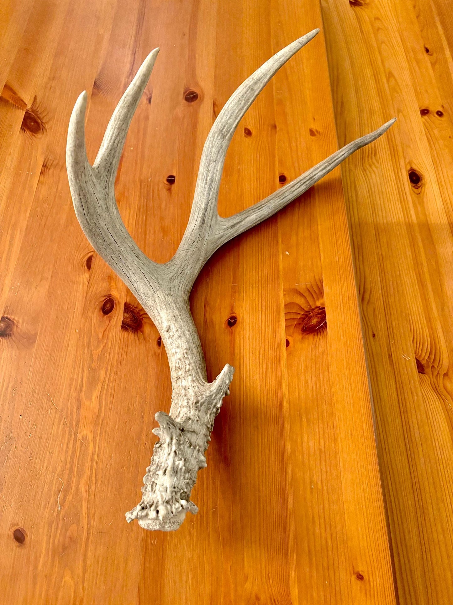 Classic Mule deer antler. Natural Wild Shed Antler. Large, Rustic style decoration. Cabin and Farm decor.