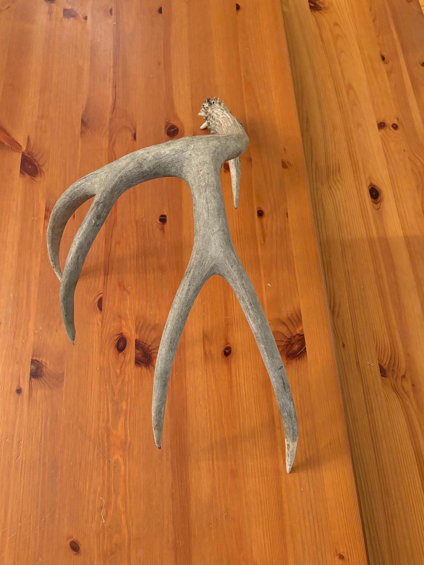 Huge Mule deer antler. Natural Wild Shed Antler. Cabin and Farmhouse decor and More!