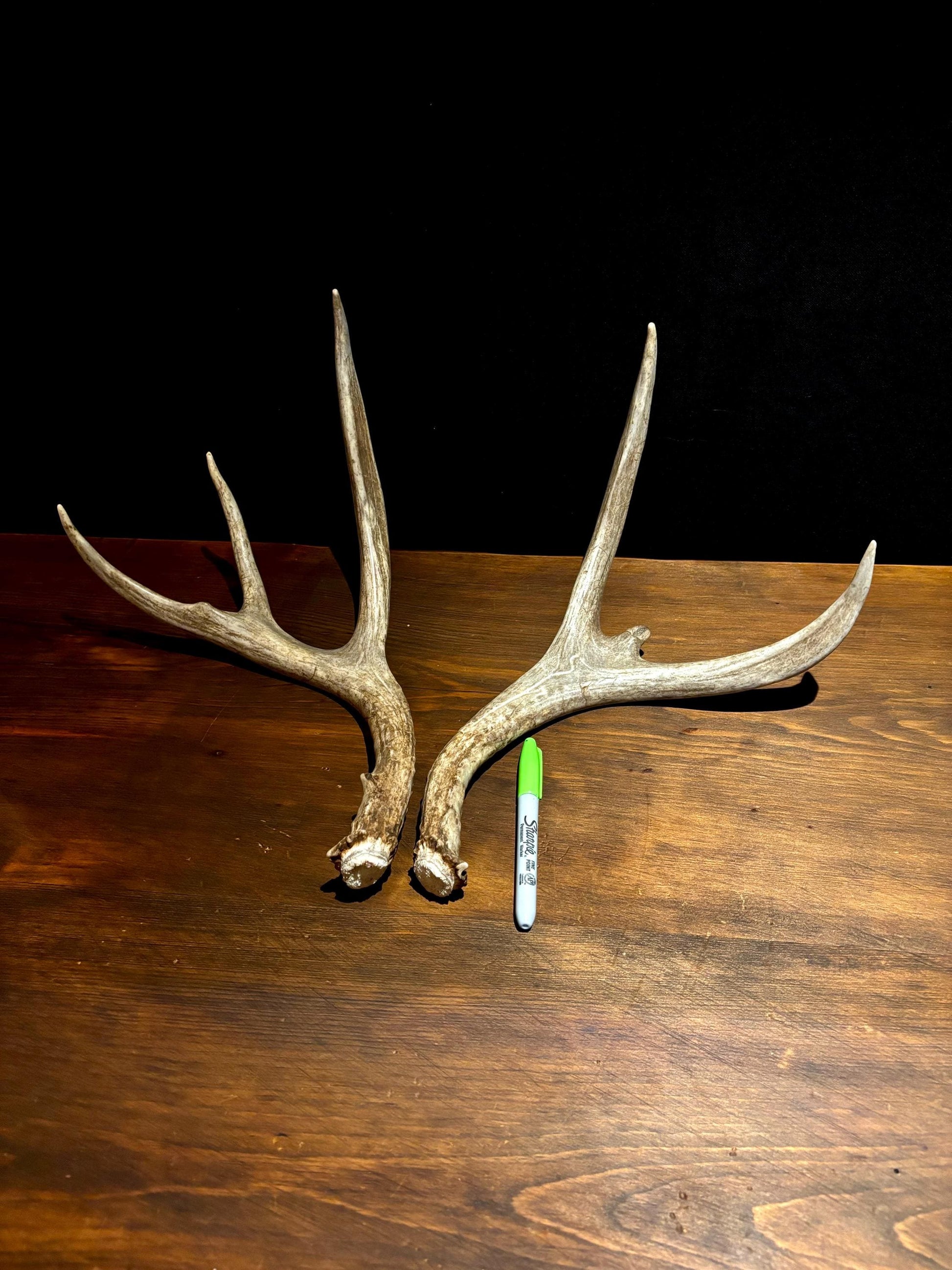Antlers. Small Mule Deer Matched Set! Naturally Shed - No harm antlers for Decor, Crafting, Pets and More