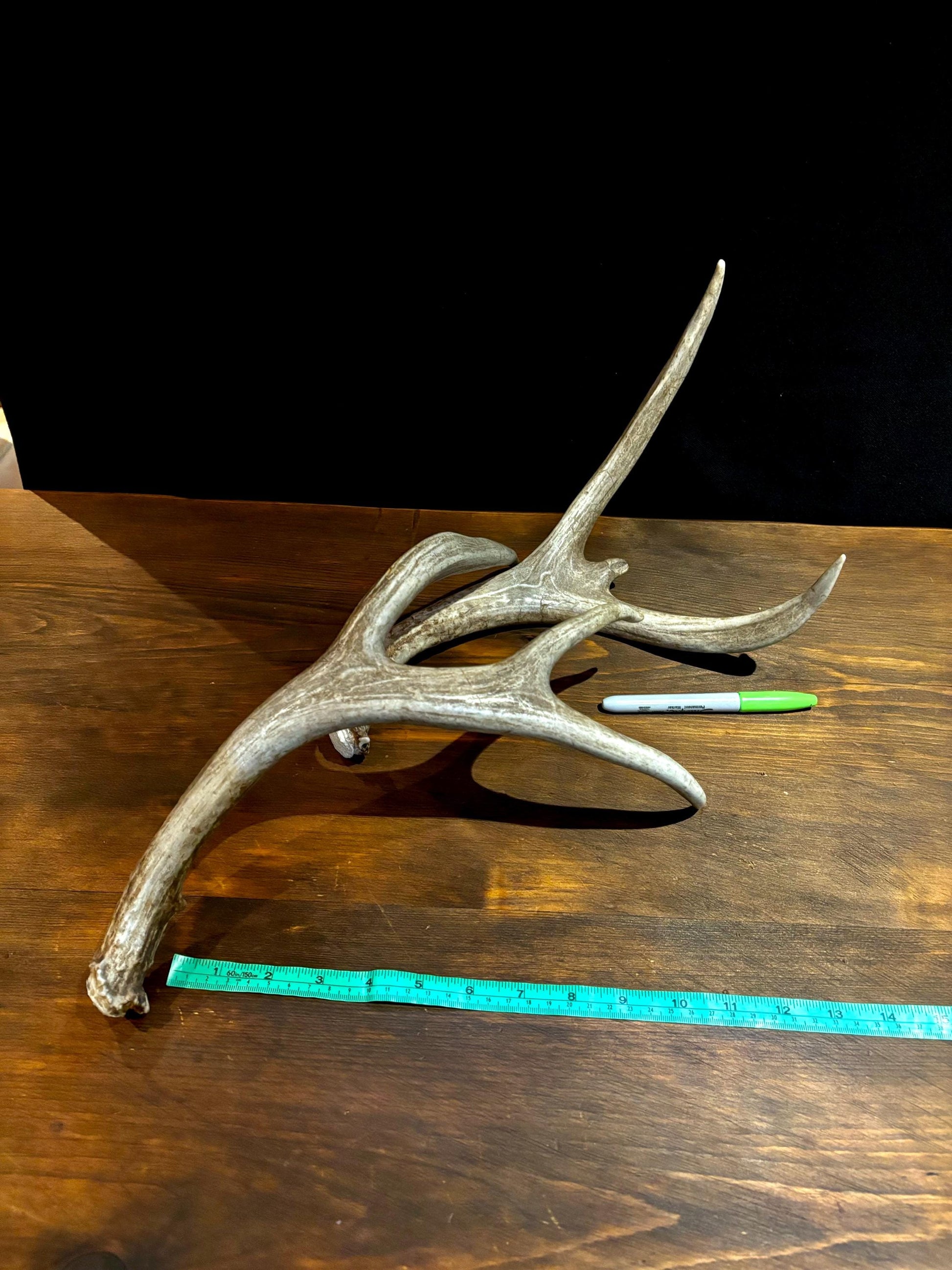 Antlers. Small Mule Deer Matched Set! Naturally Shed - No harm antlers for Decor, Crafting, Pets and More