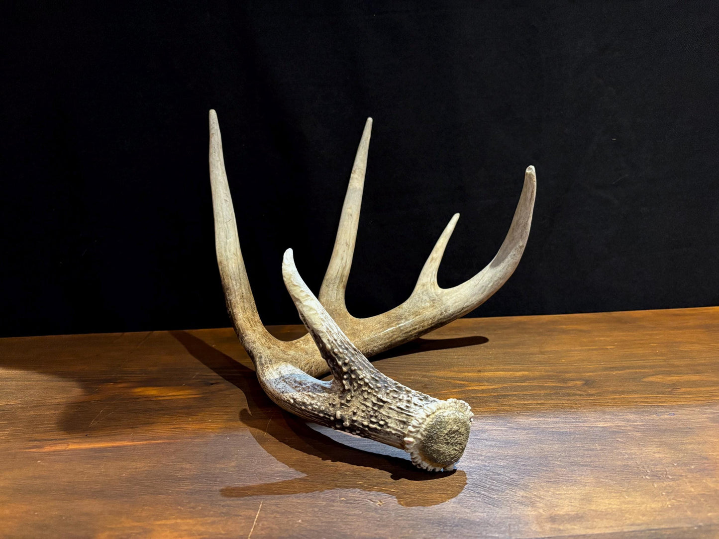 Antler from a White-tailed deer - Naturally Shed, Large Wild Deer Antler. for decor, design, crafting and more!