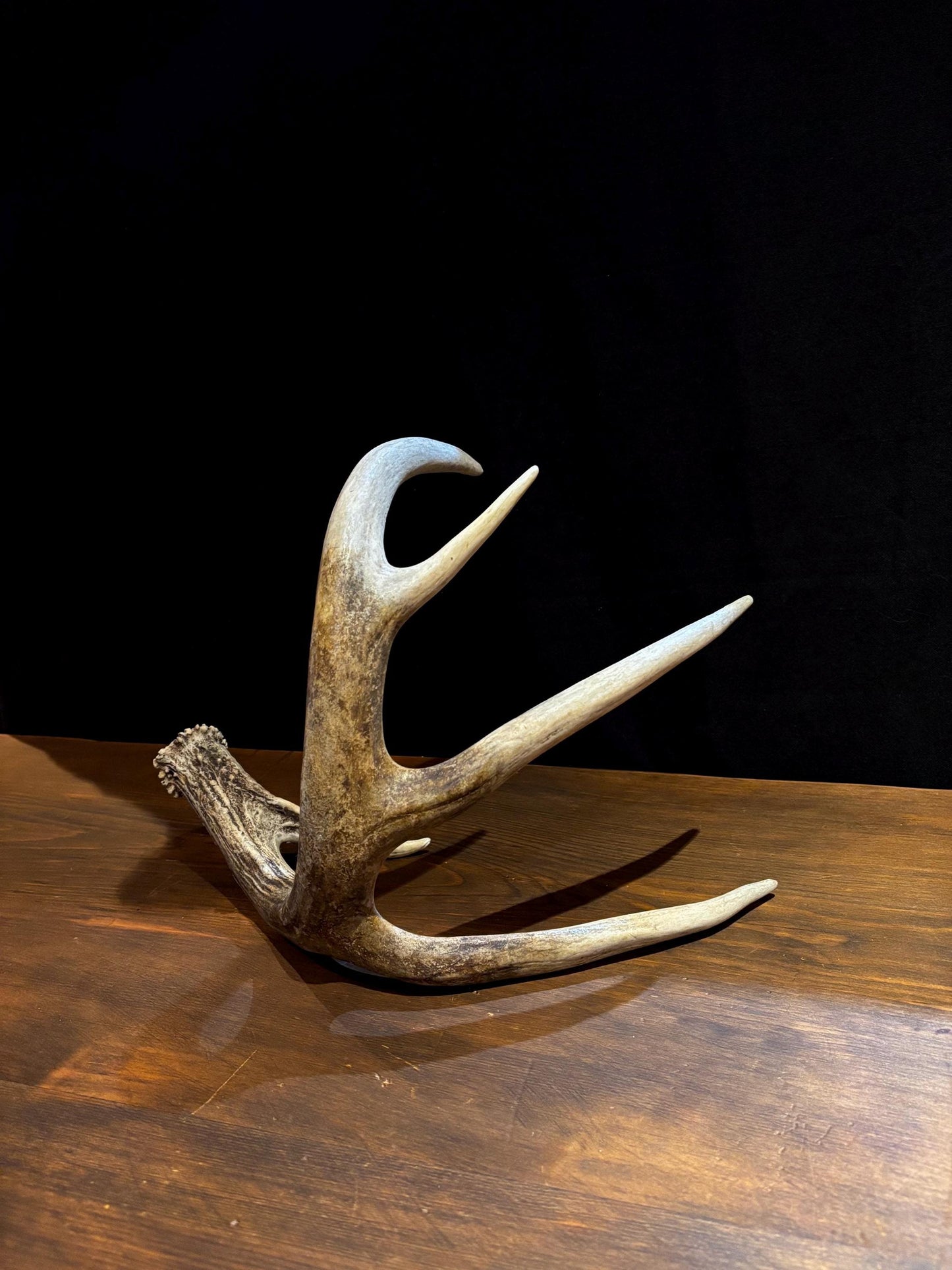 Antler from a White-tailed deer - Naturally Shed, Large Wild Deer Antler. for decor, design, crafting and more!