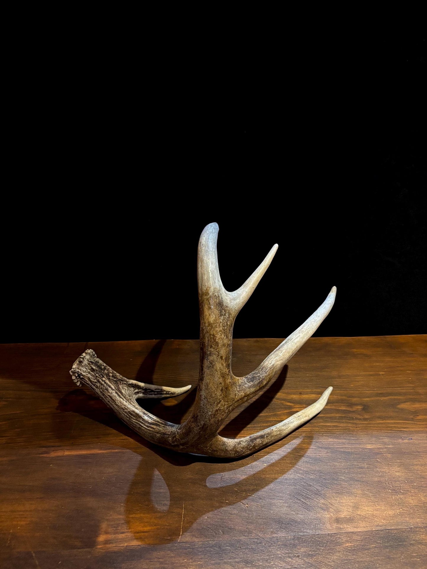 Antler from a White-tailed deer - Naturally Shed, Large Wild Deer Antler. for decor, design, crafting and more!