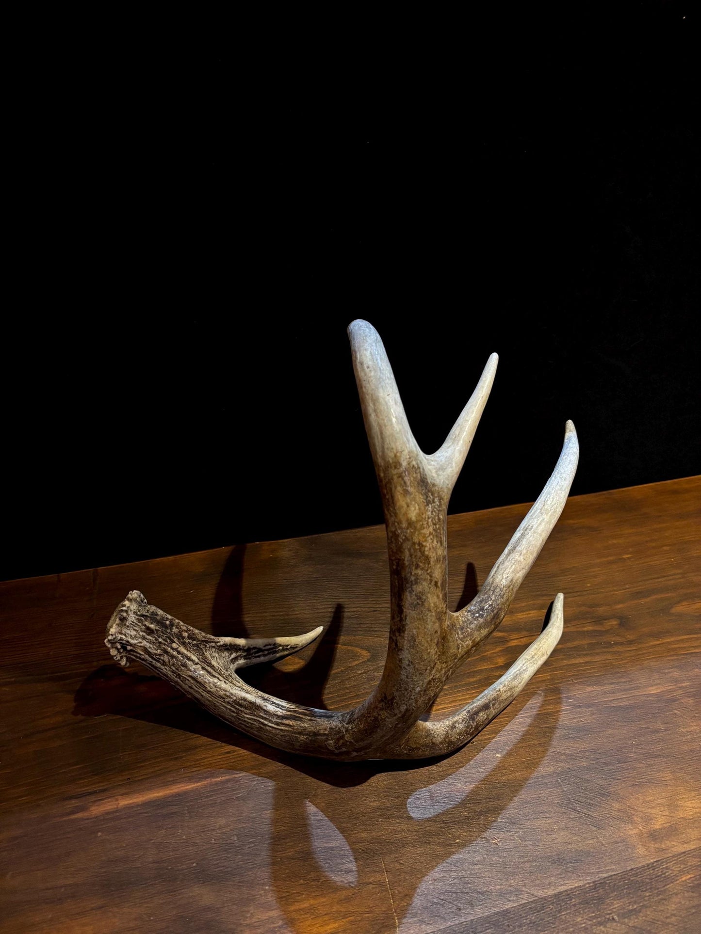 Antler from a White-tailed deer - Naturally Shed, Large Wild Deer Antler. for decor, design, crafting and more!