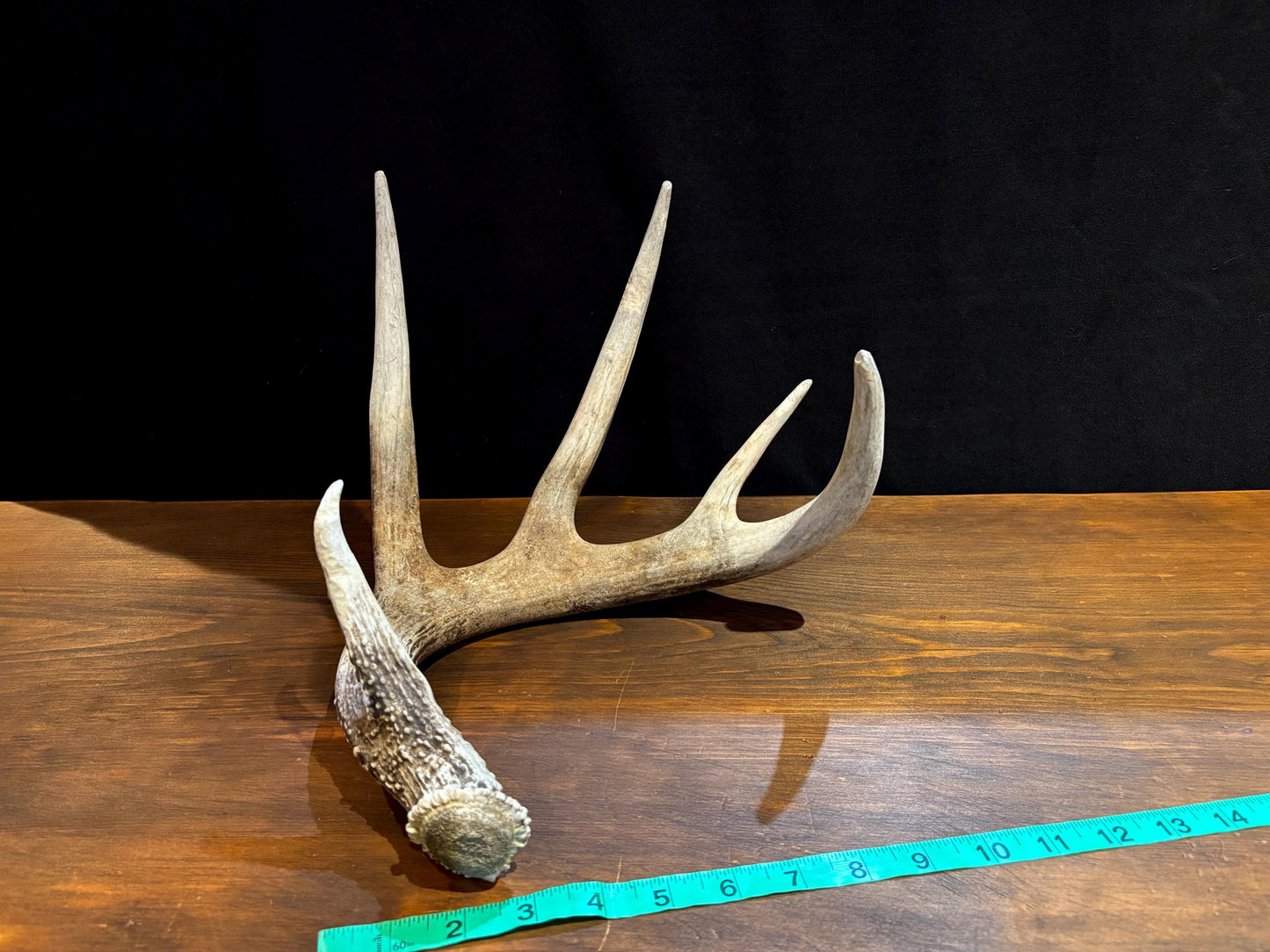 Antler from a White-tailed deer - Naturally Shed, Large Wild Deer Antler. for decor, design, crafting and more!