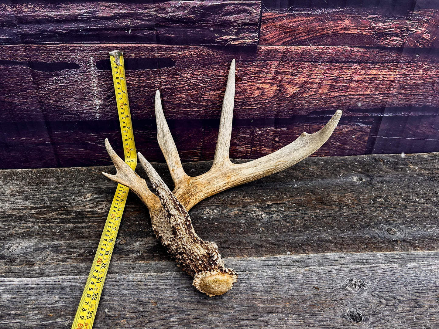 Decor Antlers! Large White-tailed deer Antler. 6-point buck. Crafting, decor and more!