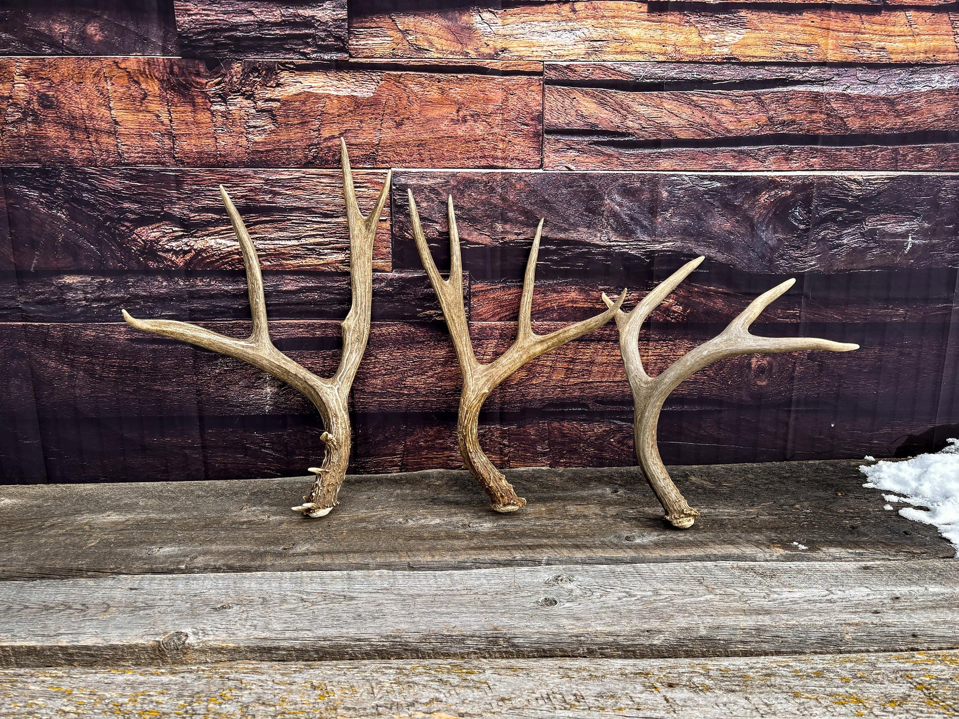 Premium Large Mule Deer Antlers! Highest Quality Decorative Antlers. From Wild Canadian Mule Deer. Naturally Shed