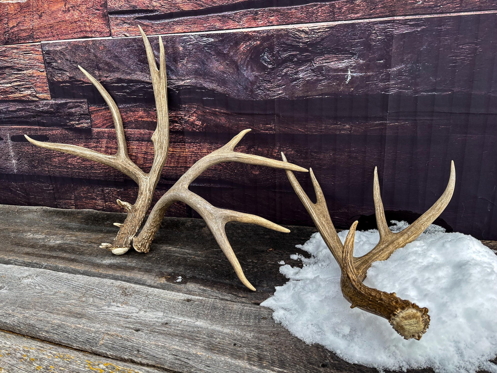 Premium Large Mule Deer Antlers! Highest Quality Decorative Antlers. From Wild Canadian Mule Deer. Naturally Shed