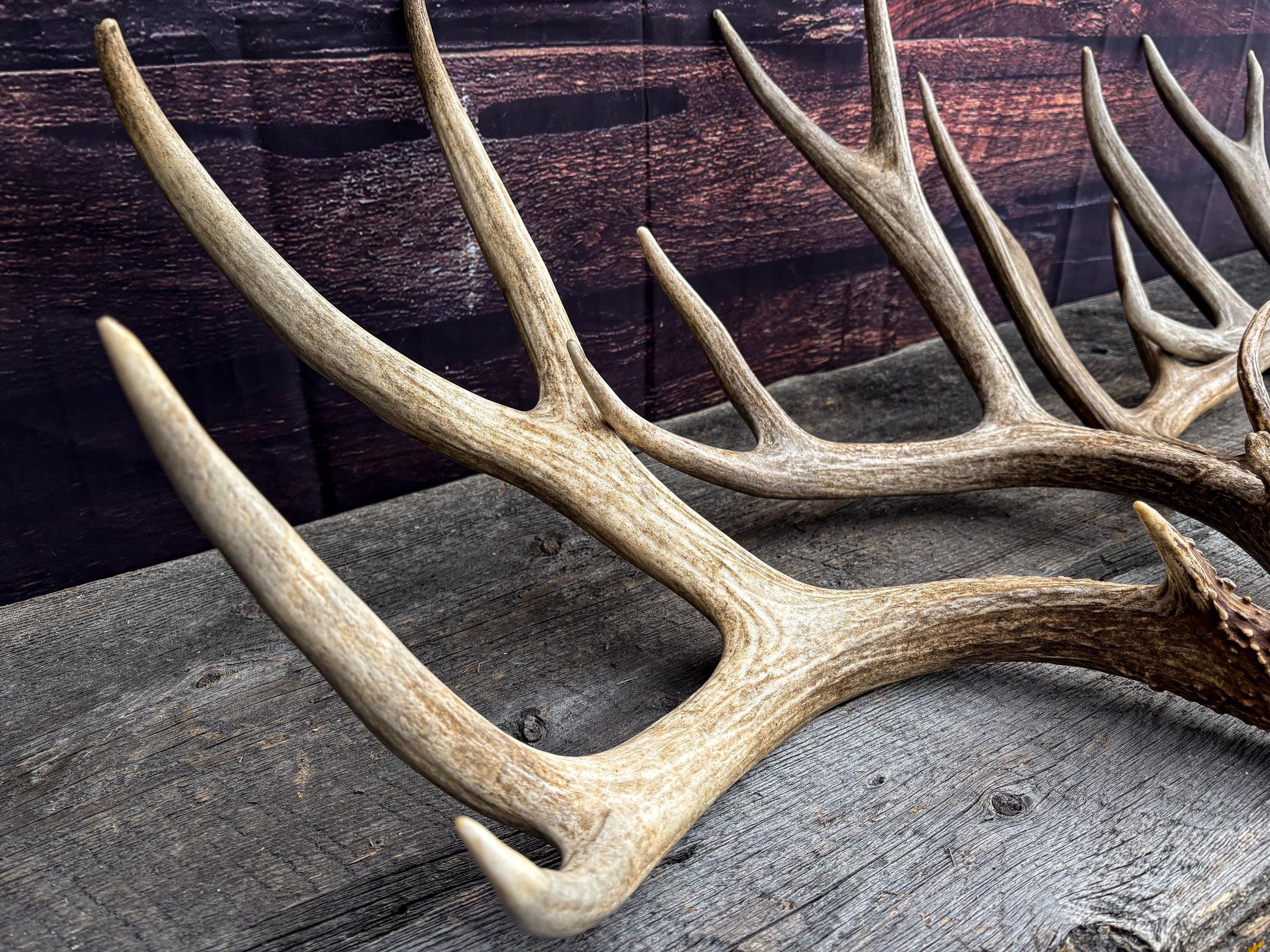 Premium Large Mule Deer Antlers! Highest Quality Decorative Antlers. From Wild Canadian Mule Deer. Naturally Shed