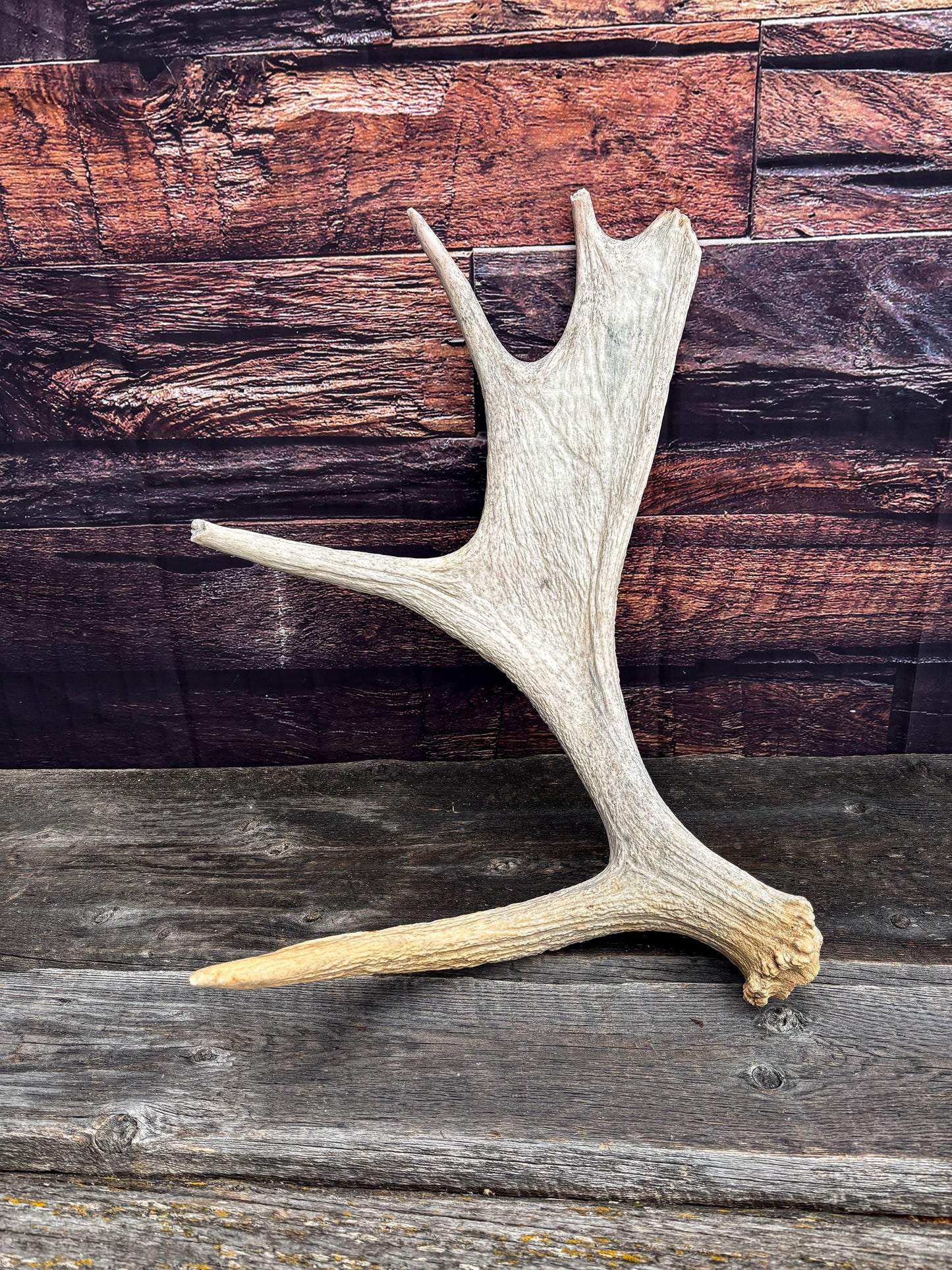 Moose Shed Antler. Medium sized wild moose antler. Decor, crafting and more!