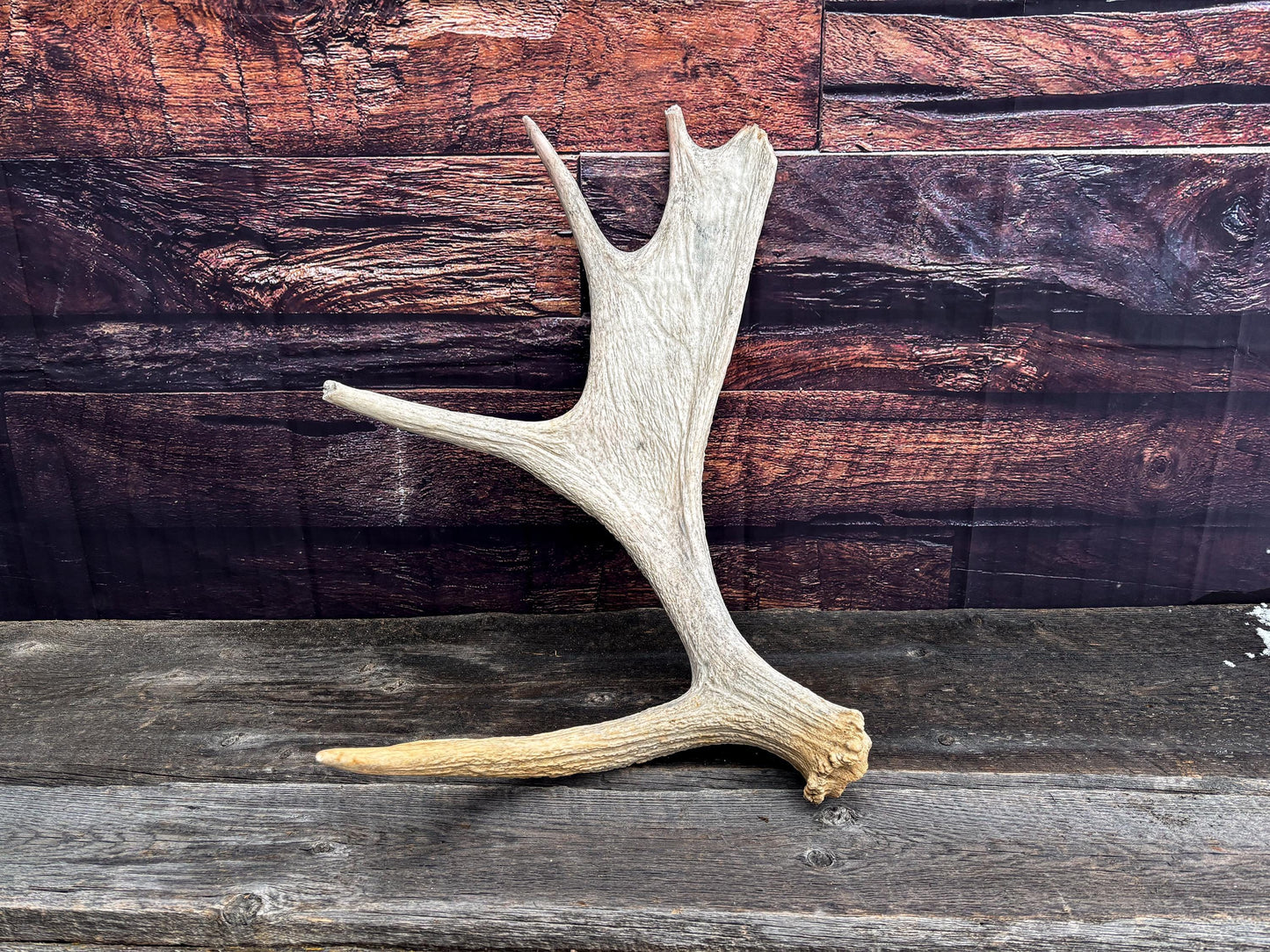 Moose Shed Antler. Medium sized wild moose antler. Decor, crafting and more!