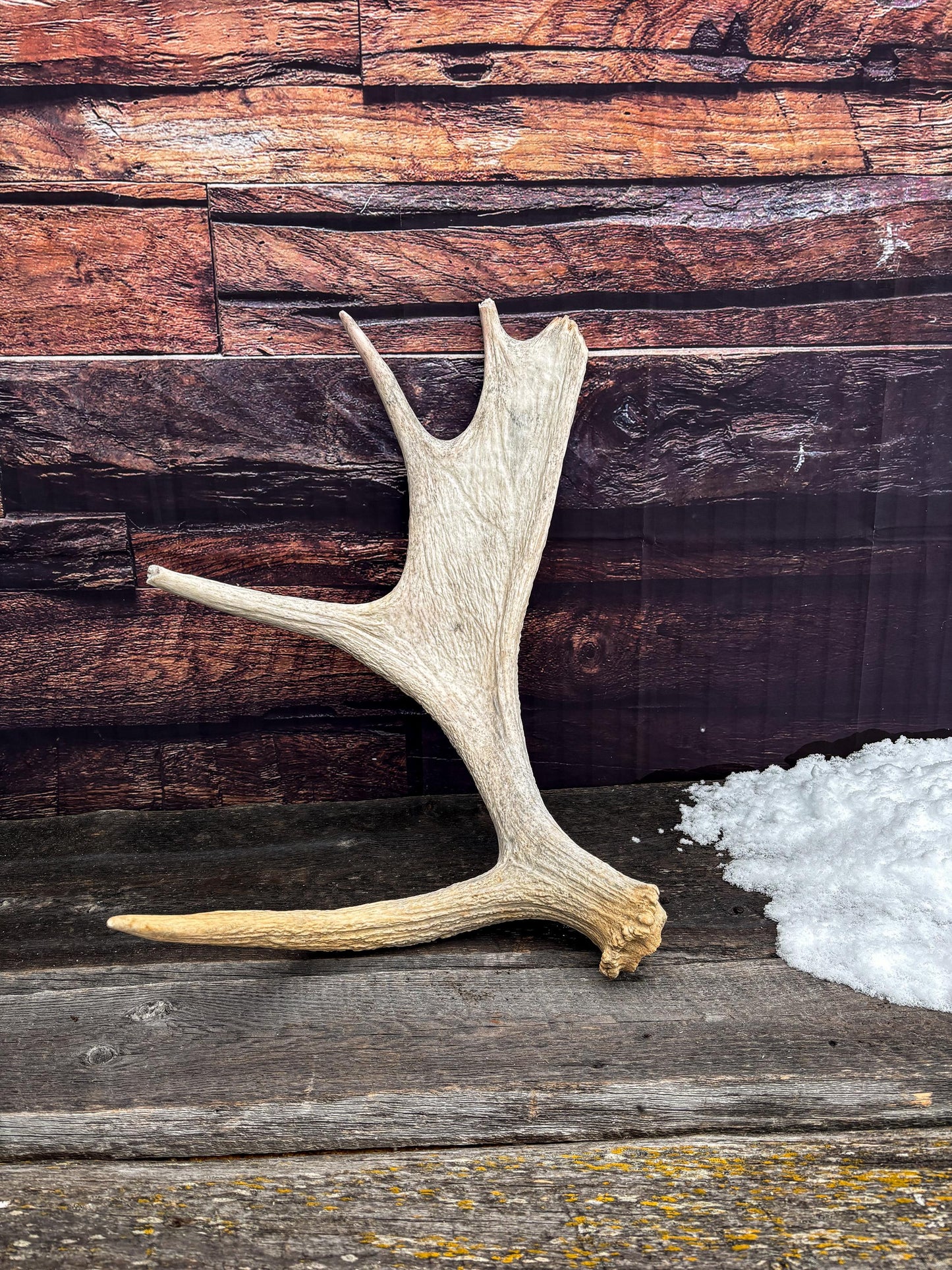 Moose Shed Antler. Medium sized wild moose antler. Decor, crafting and more!