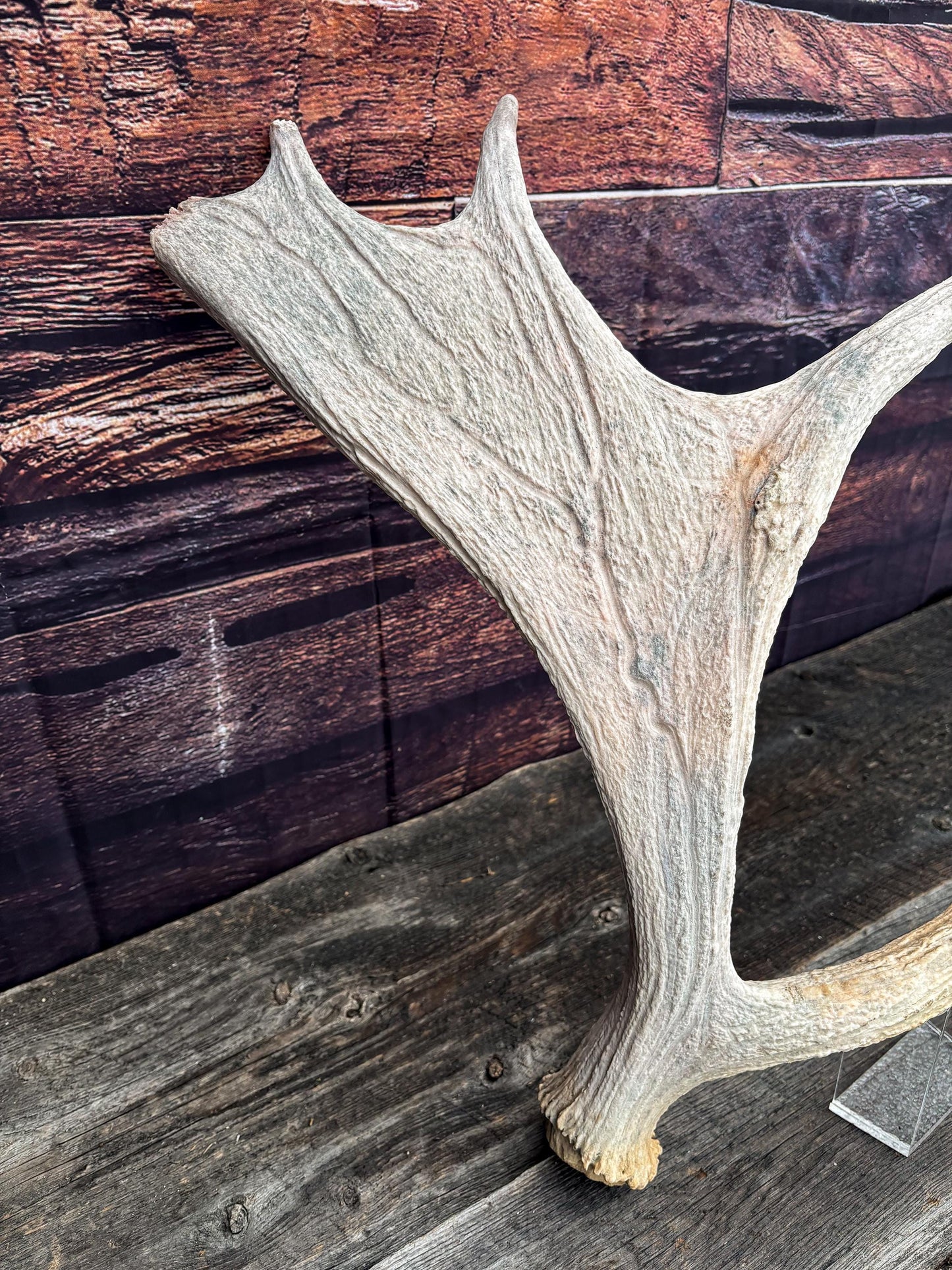 Moose Shed Antler. Medium sized wild moose antler. Decor, crafting and more!
