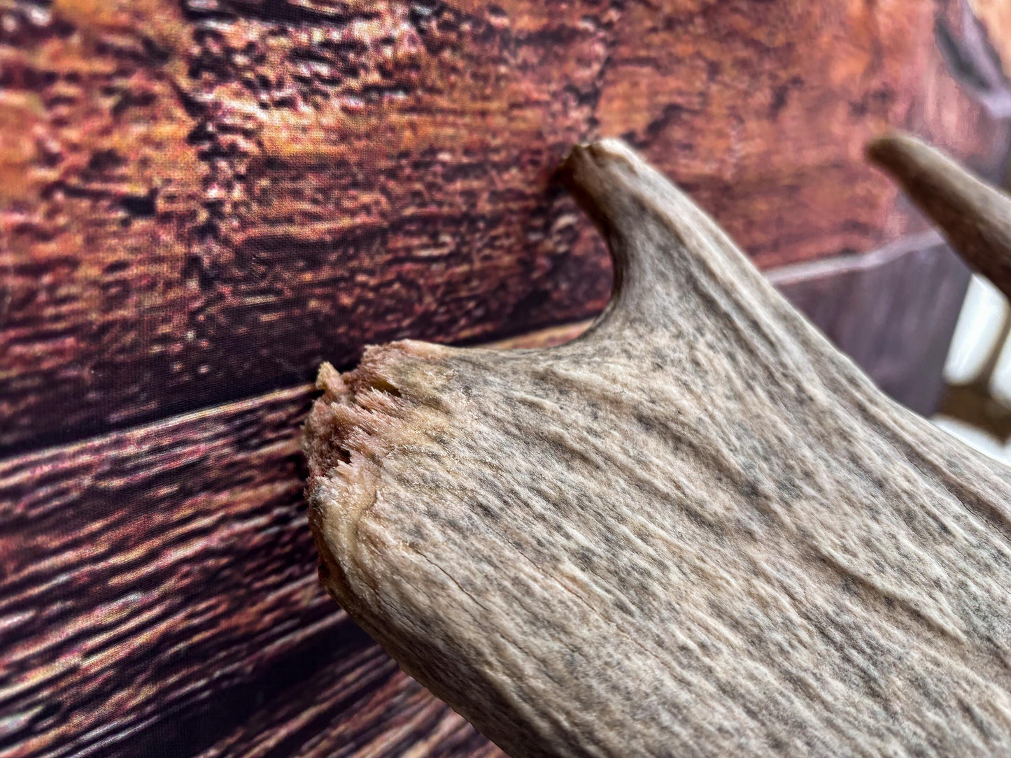 Moose Shed Antler. Medium sized wild moose antler. Decor, crafting and more!