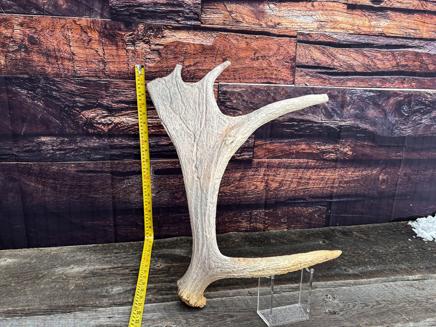 Moose Shed Antler. Medium sized wild moose antler. Decor, crafting and more!