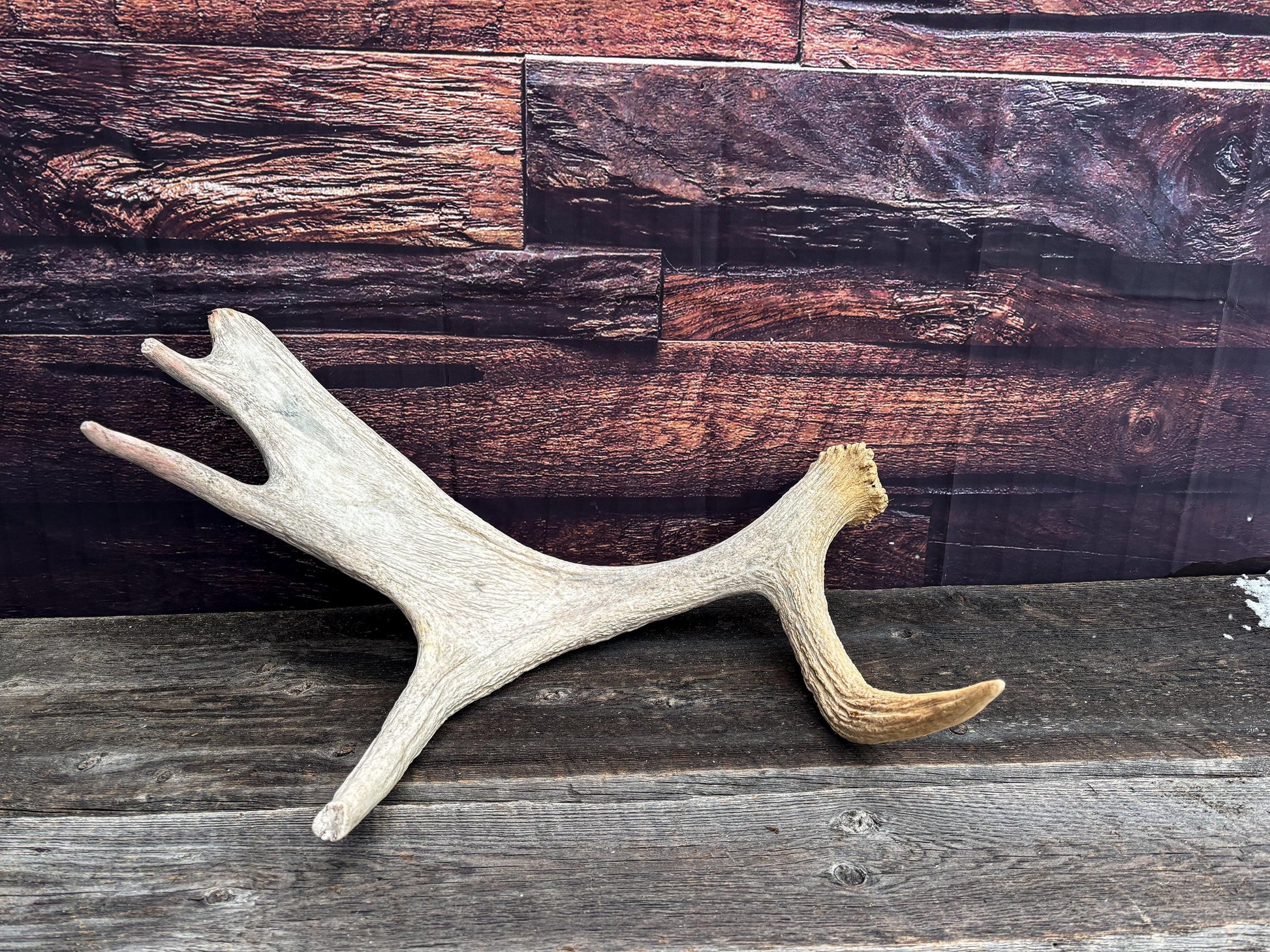Moose Shed Antler. Medium sized wild moose antler. Decor, crafting and more!