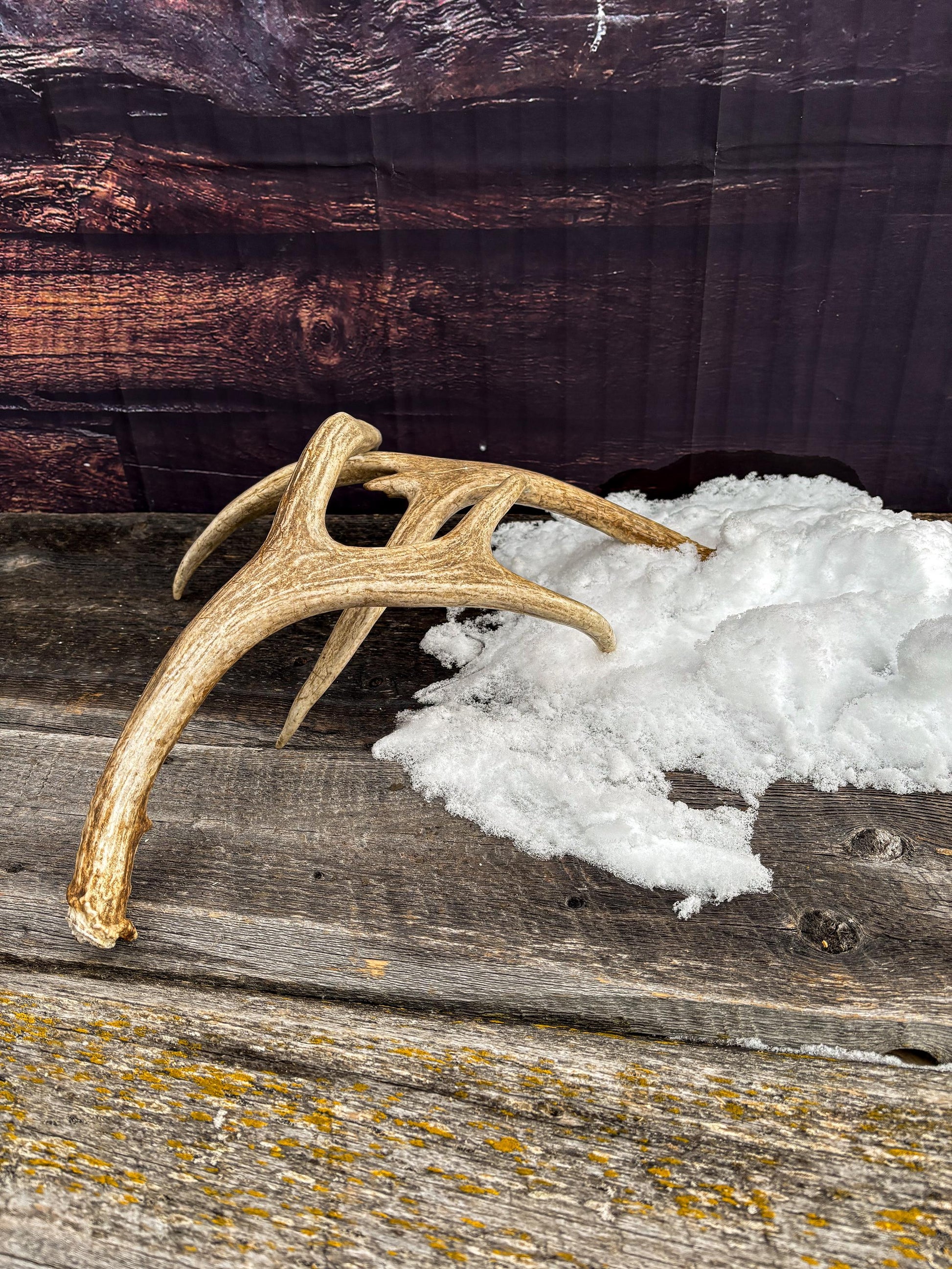 Antlers. Small Mule Deer Matched Set! Naturally Shed - No harm antlers for Decor, Crafting, Pets and More