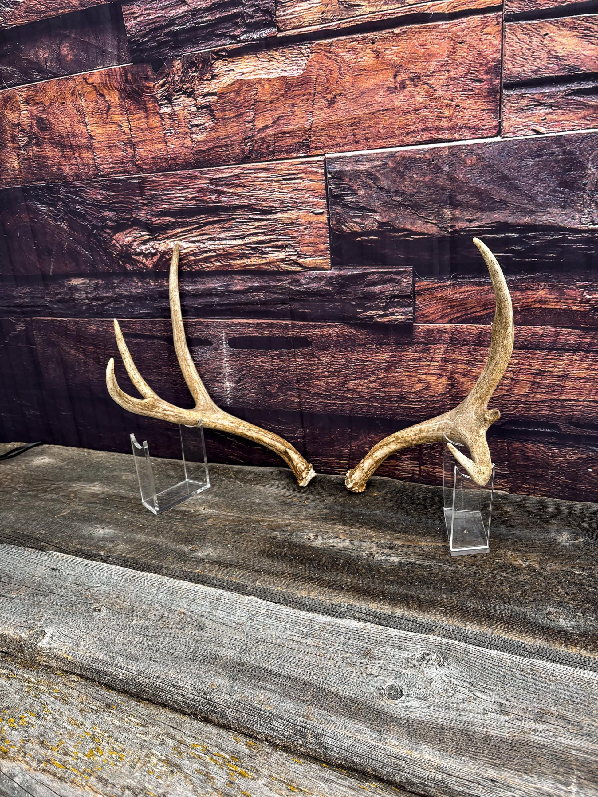 Antlers. Small Mule Deer Matched Set! Naturally Shed - No harm antlers for Decor, Crafting, Pets and More