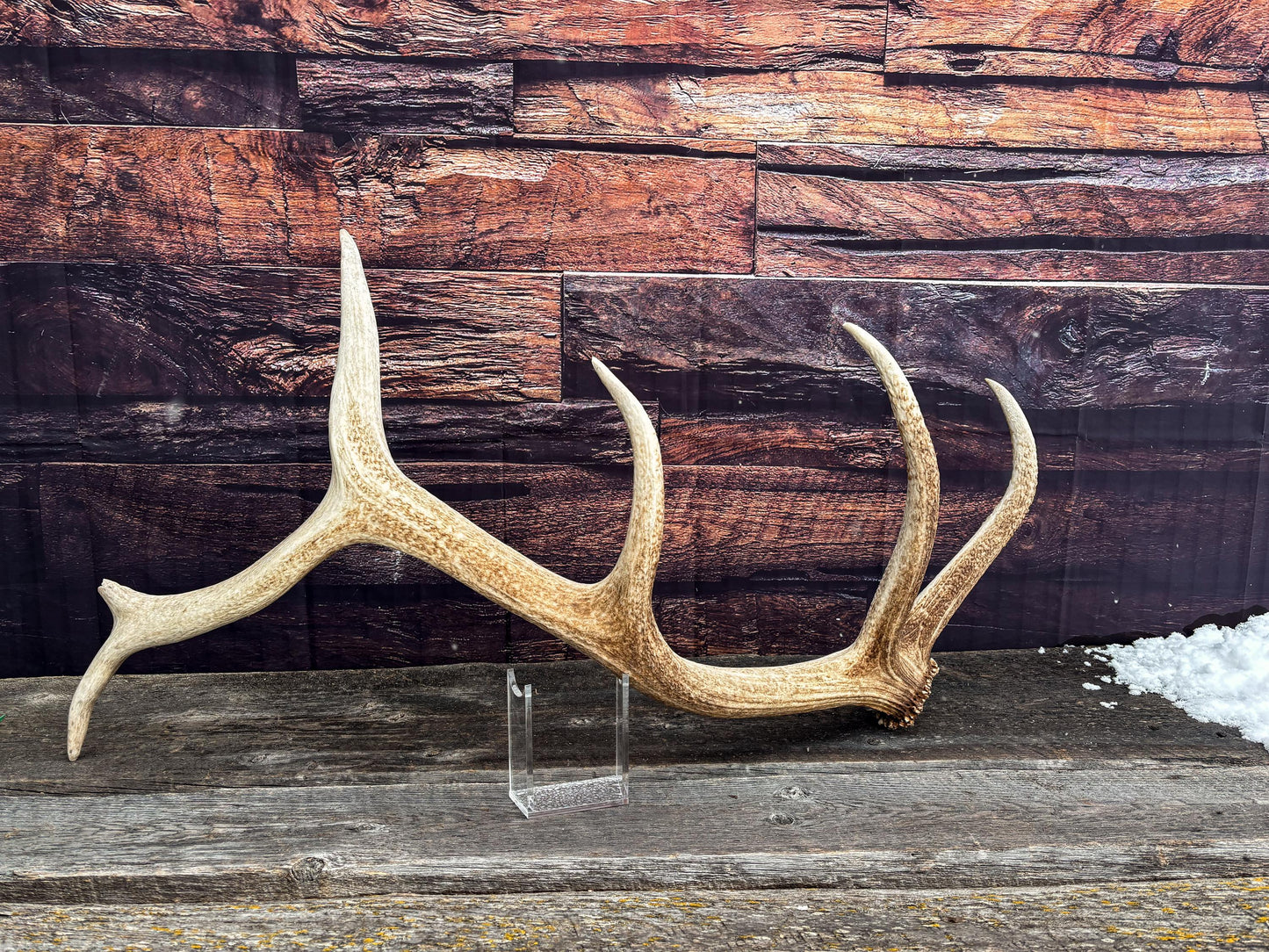 Antler from a Wild Canadian Bull Elk! Home and Cabin Decor, Crafting and Table Centerpiece.