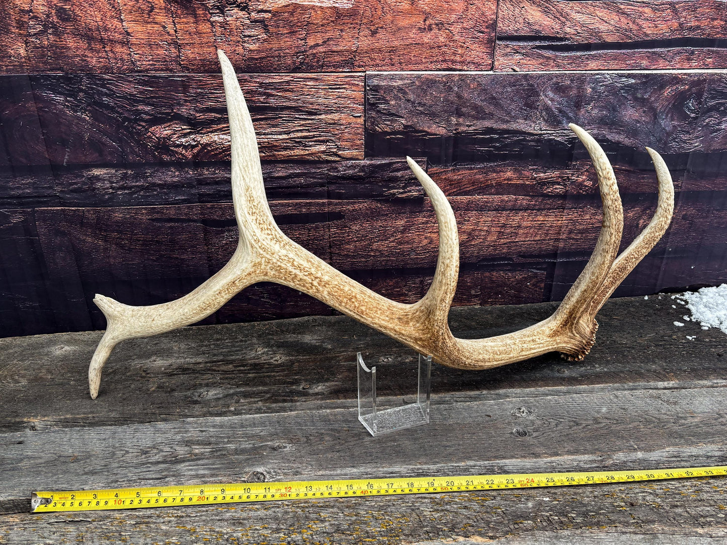 Antler from a Wild Canadian Bull Elk! Home and Cabin Decor, Crafting and Table Centerpiece.