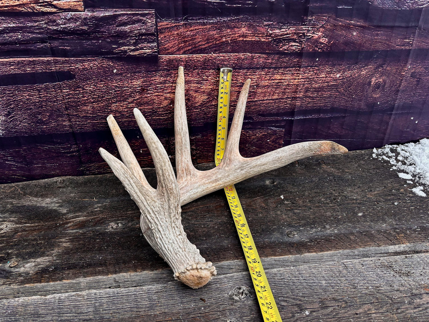 Large White-tailed deer Antler. Huge 6 point antler. Crafting, decor and more!
